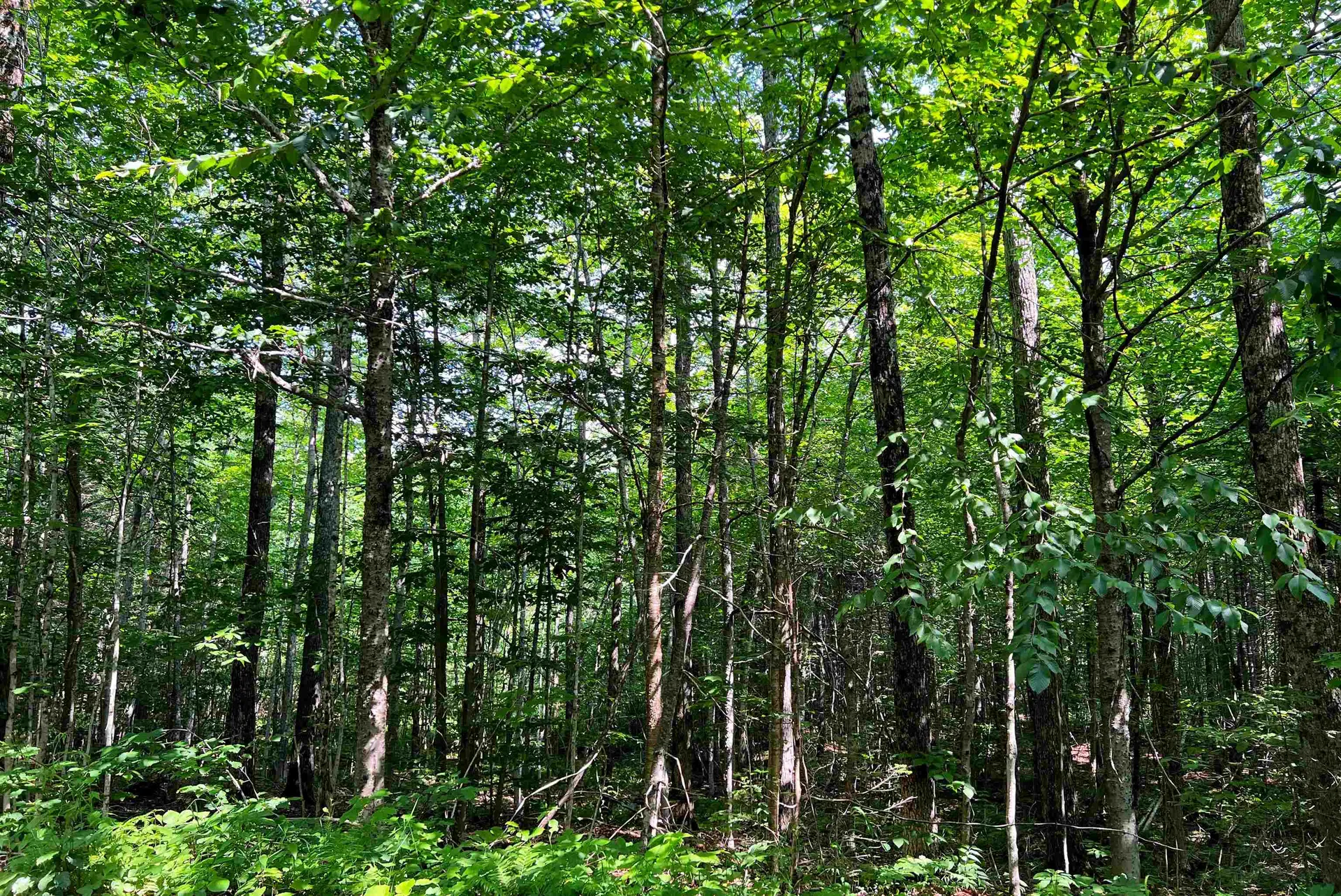 1100 Backway Road Corinth VT 05039