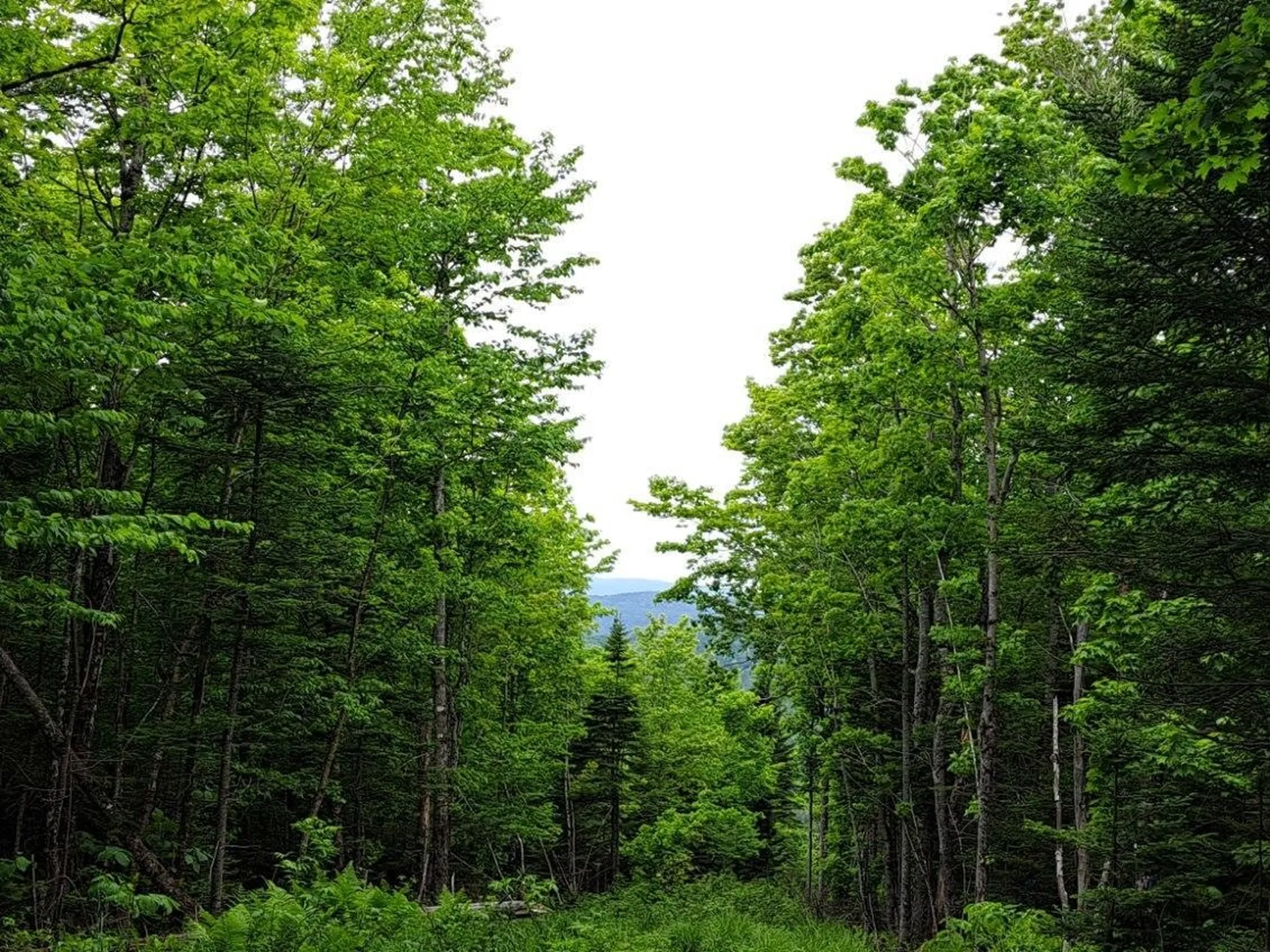- Off Sugar Hill Road Stewartstown NH 03576