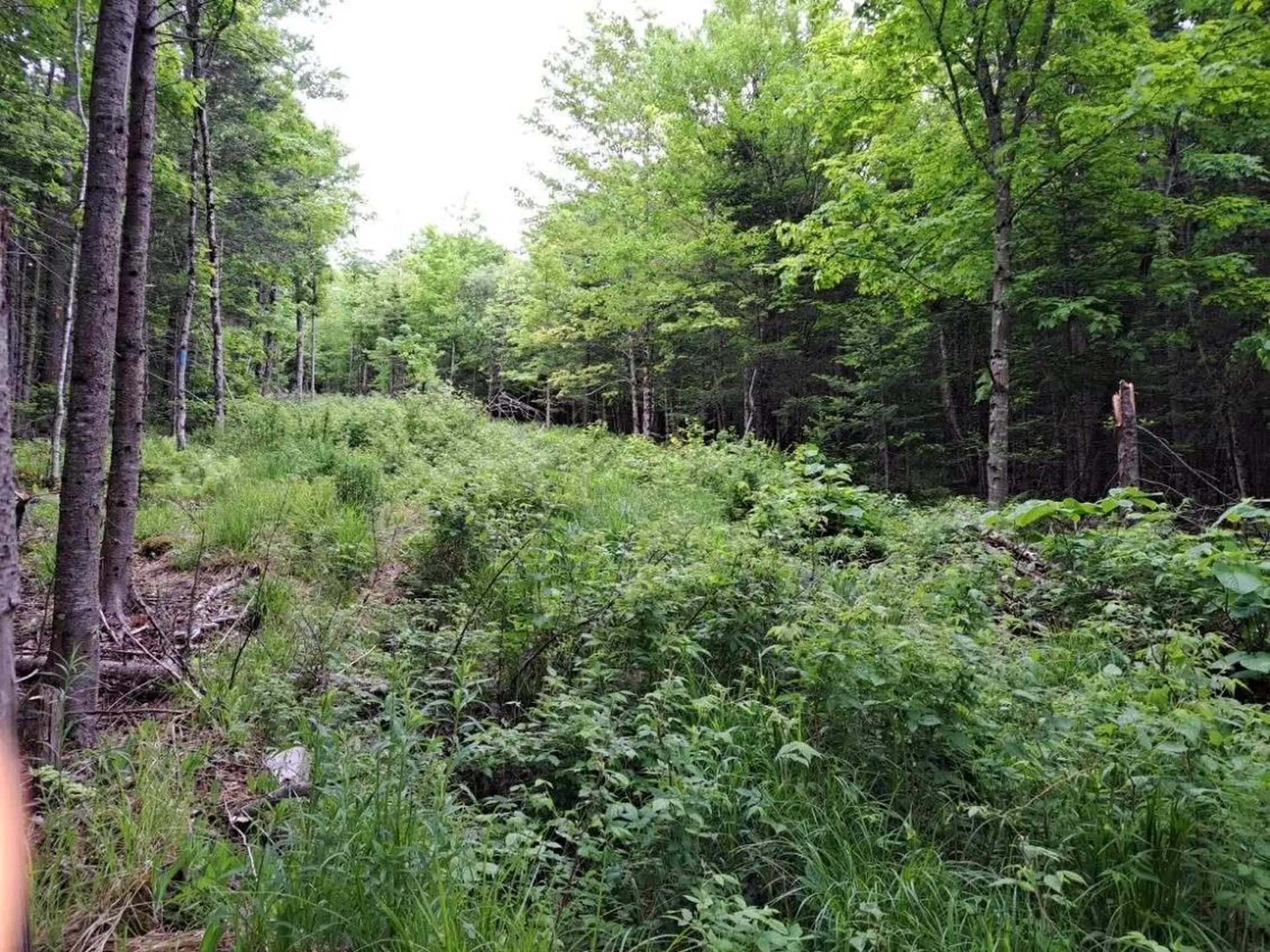 - Off Sugar Hill Road Stewartstown NH 03576