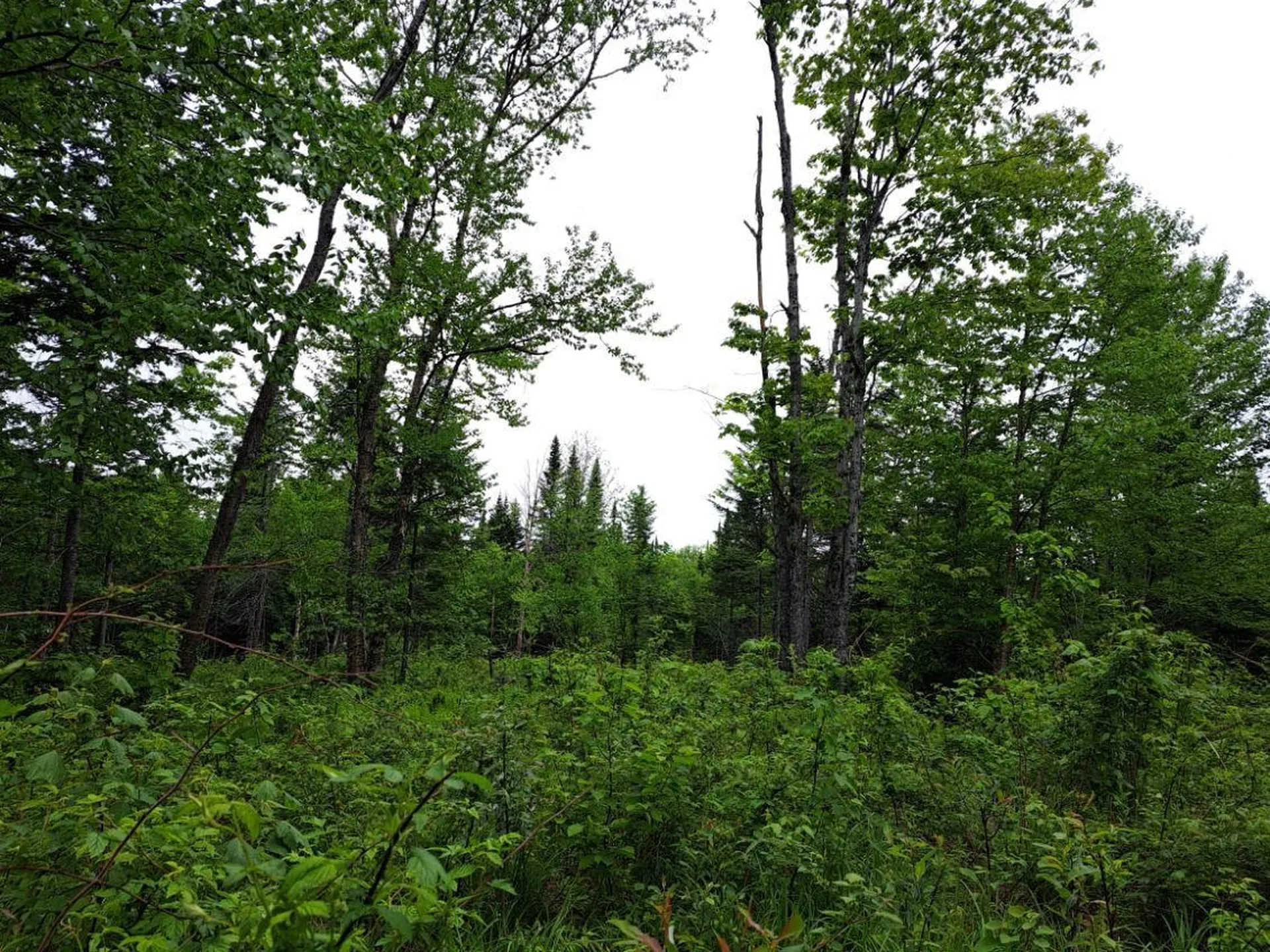 - Off Sugar Hill Road Stewartstown NH 03576