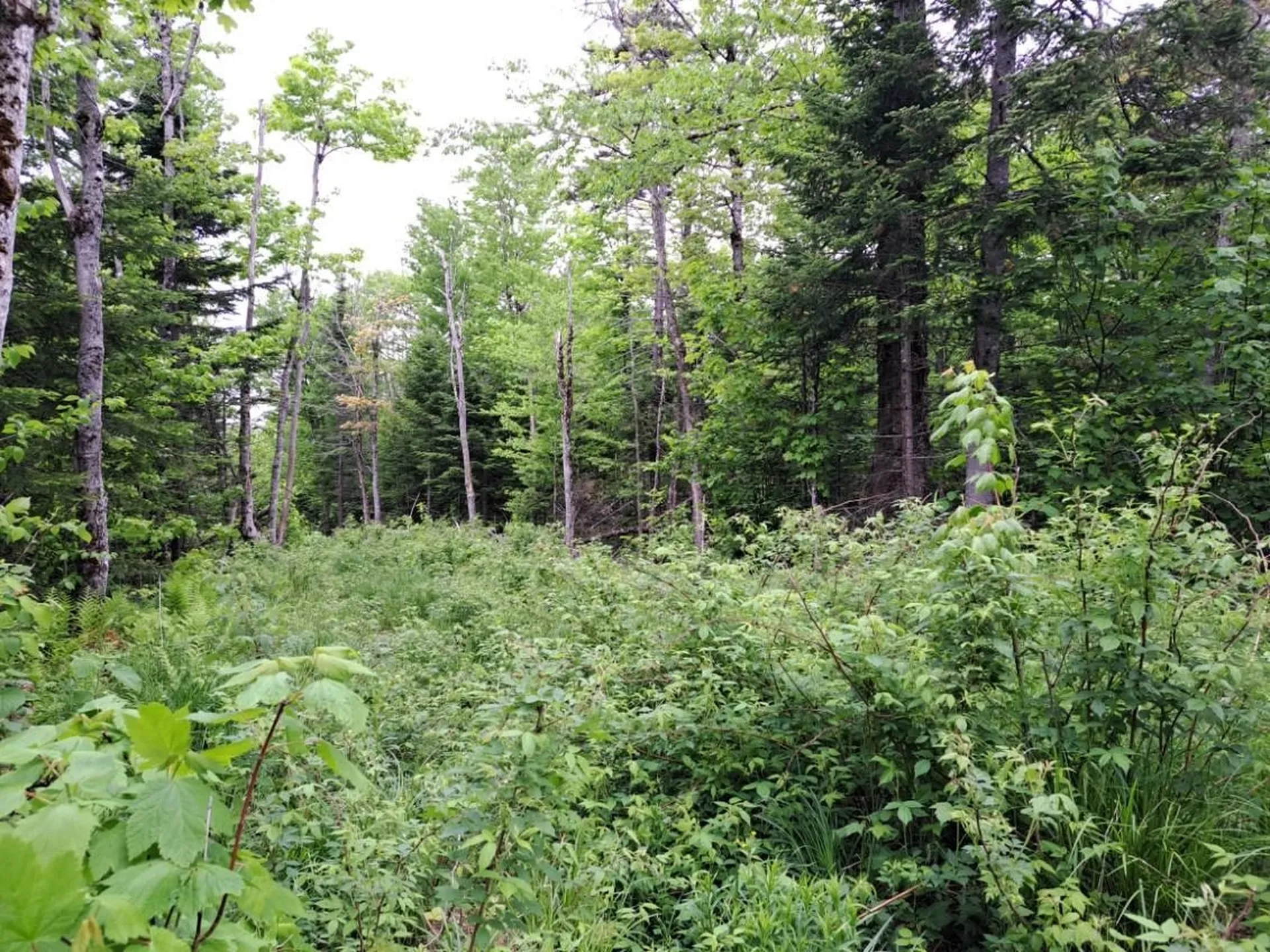 - Off Sugar Hill Road Stewartstown NH 03576