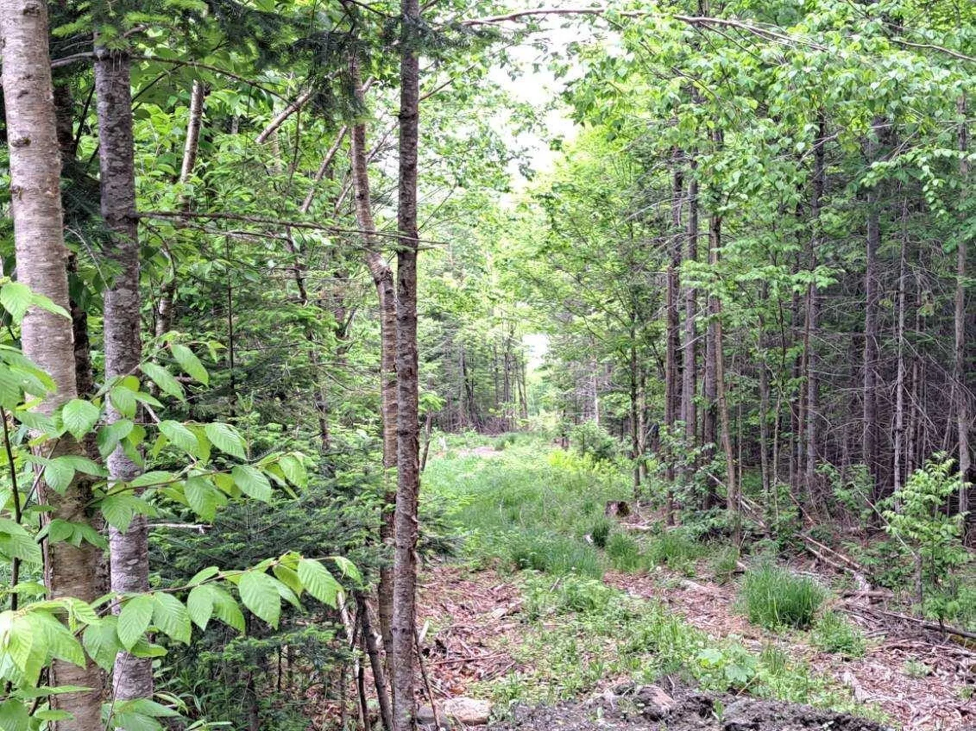 - Off Sugar Hill Road Stewartstown NH 03576