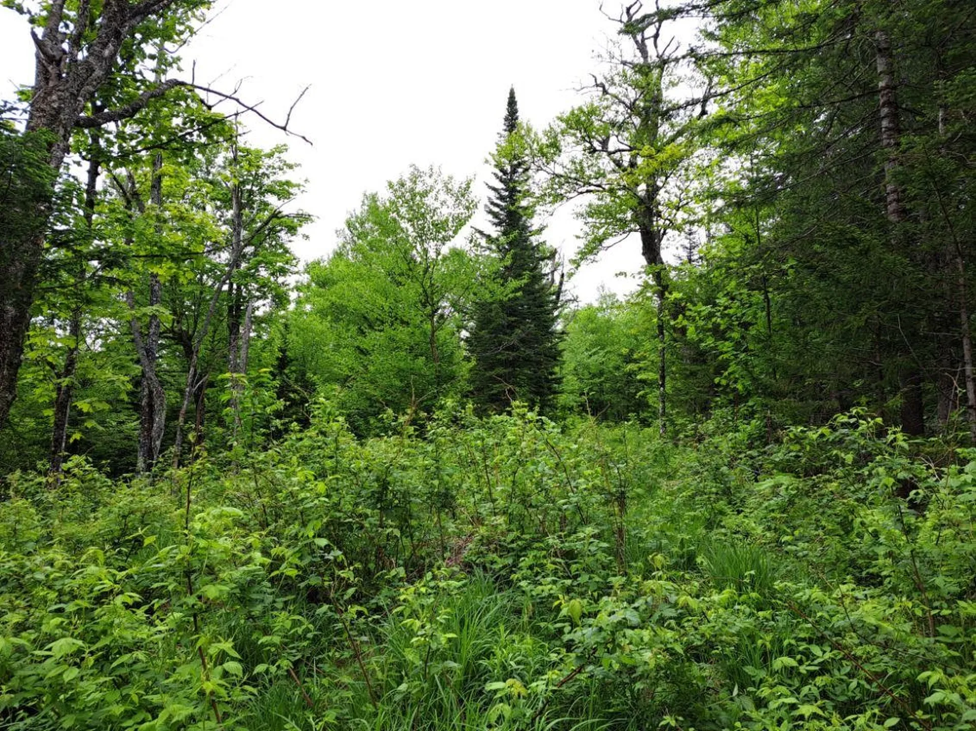 - Off Sugar Hill Road Stewartstown NH 03576