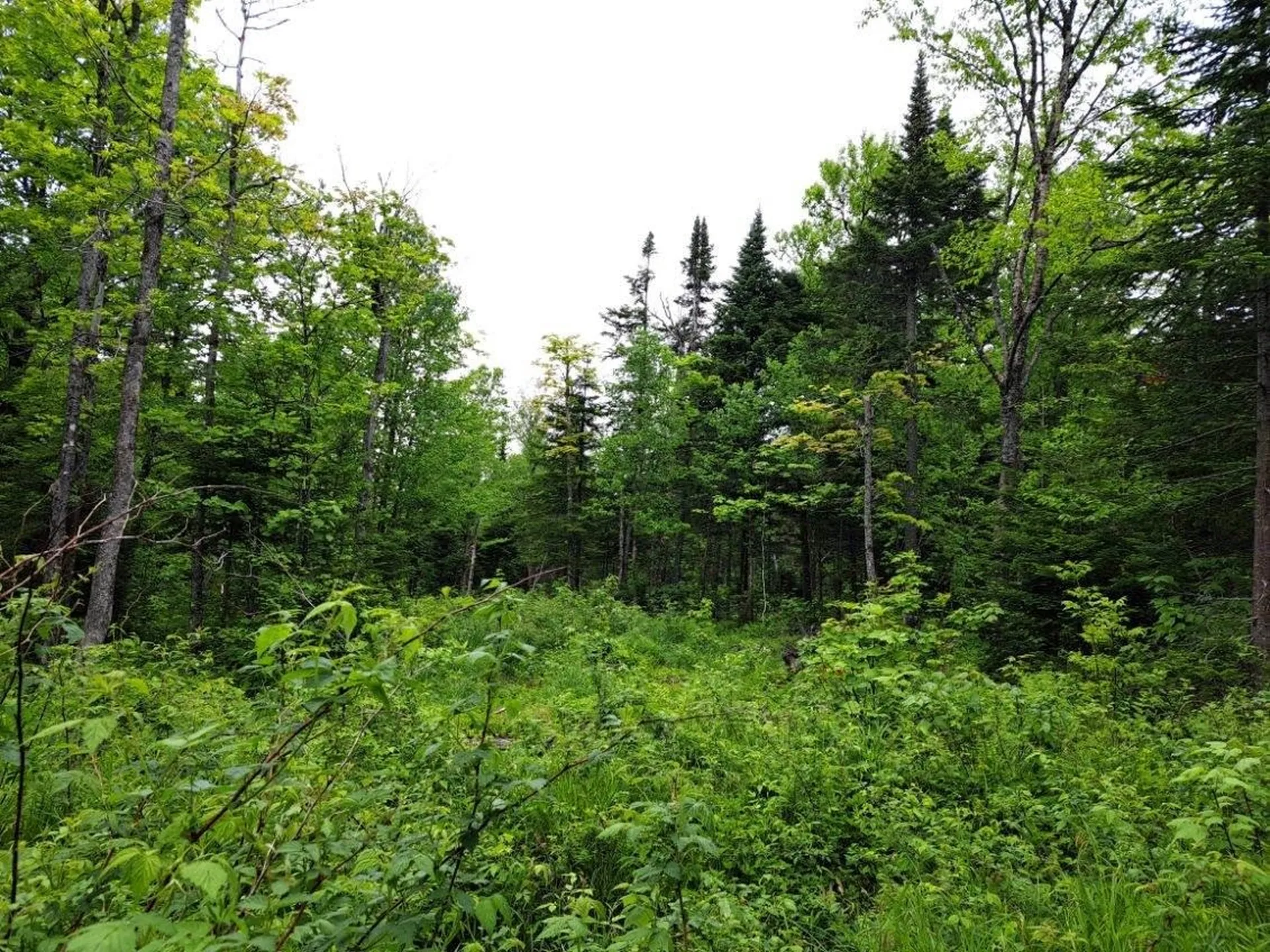 - Off Sugar Hill Road Stewartstown NH 03576