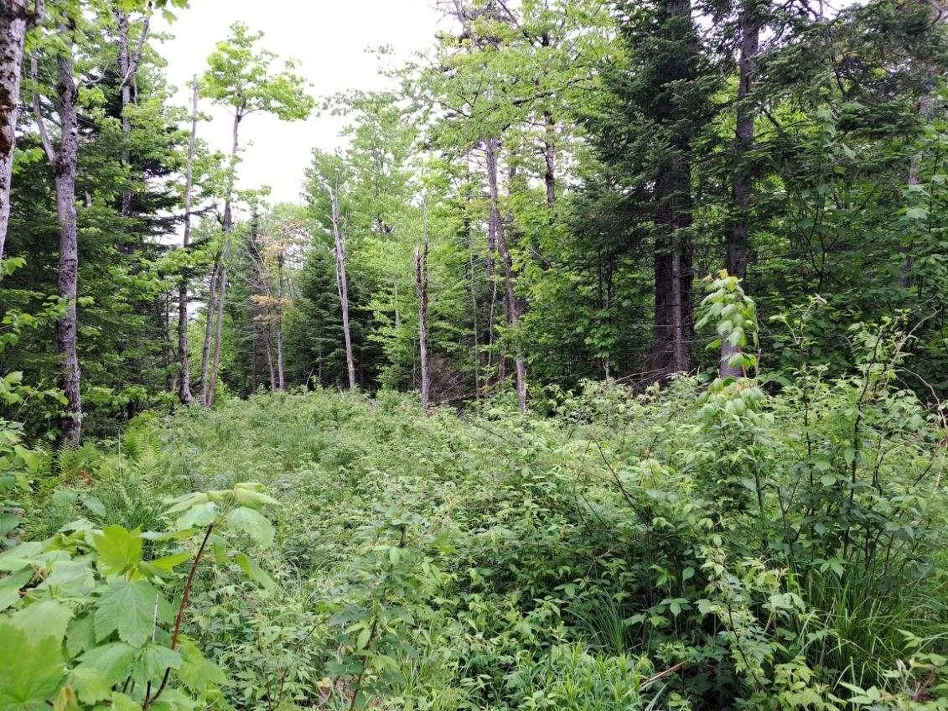 - Off Sugar Hill Road Stewartstown NH 03576