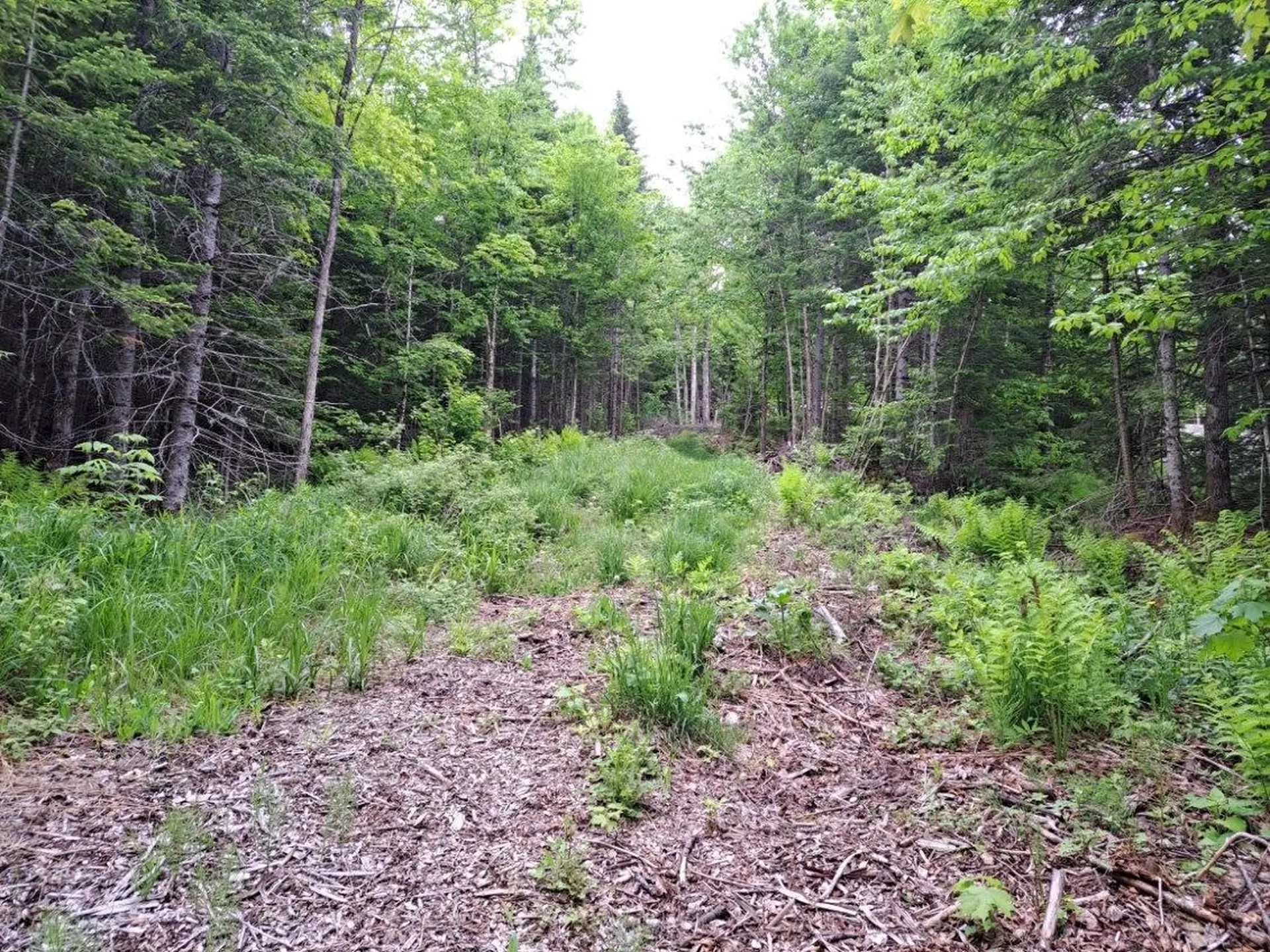 - Off Sugar Hill Road Stewartstown NH 03576