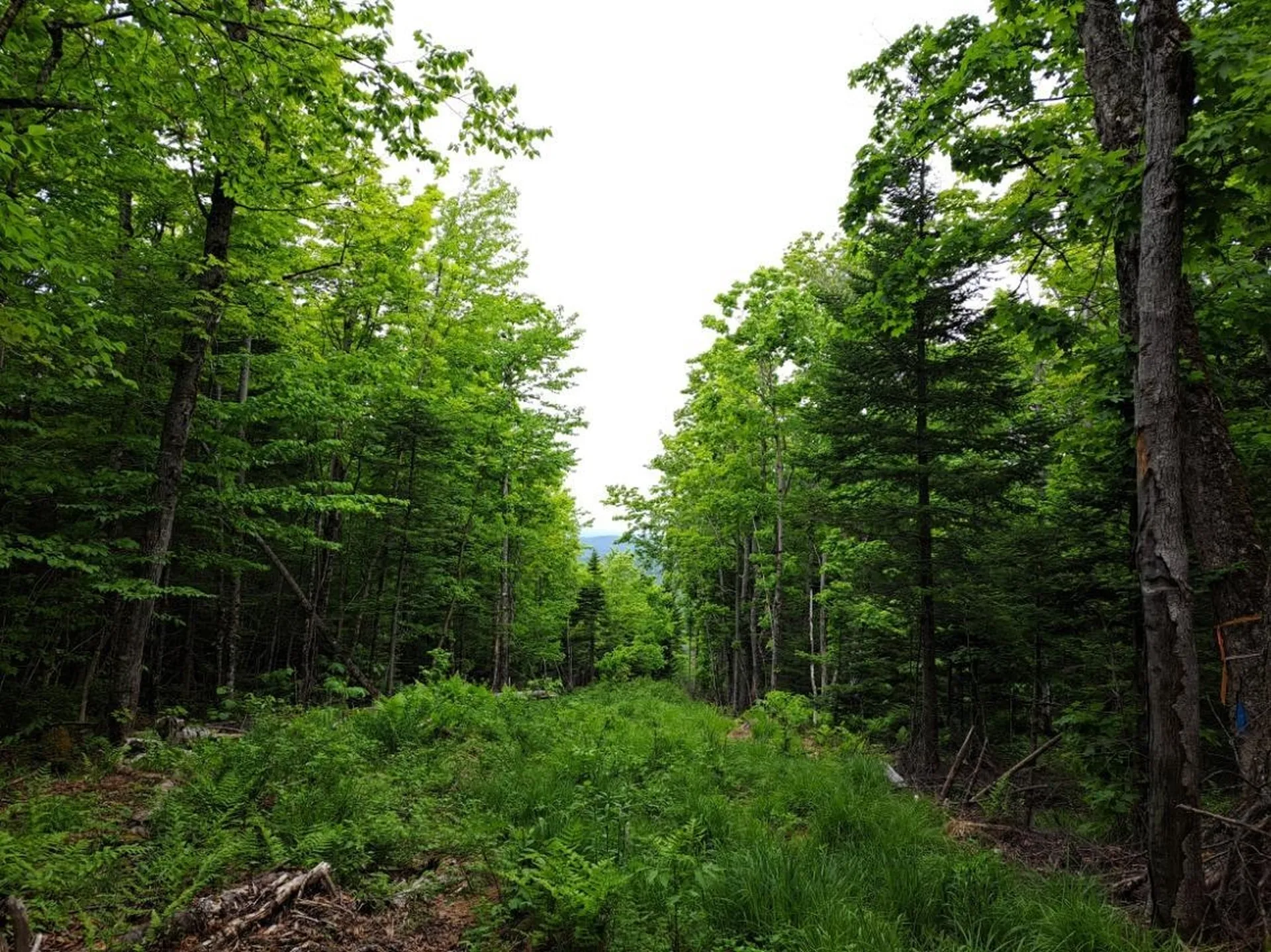 - Off Sugar Hill Road Stewartstown NH 03576