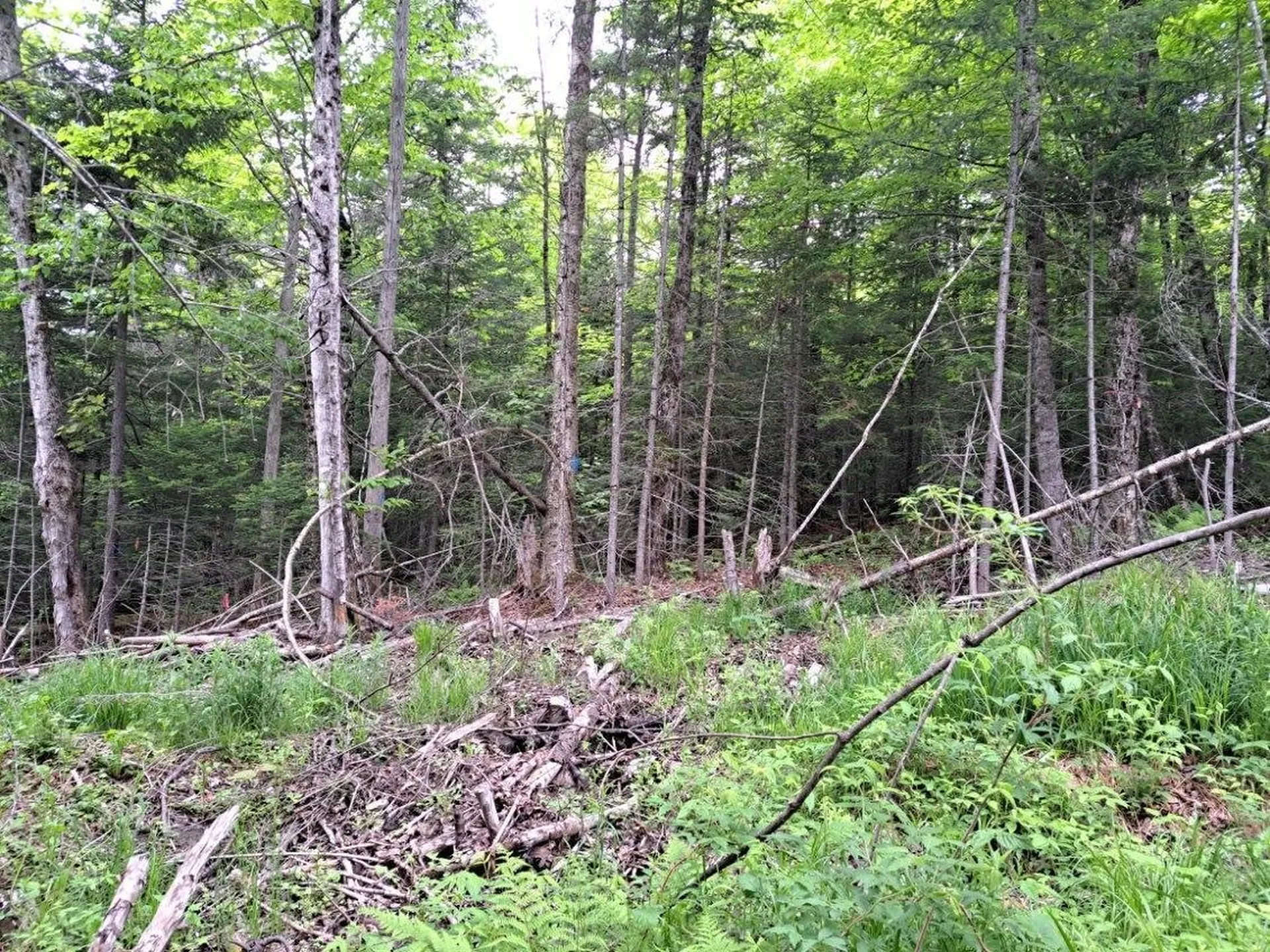 - Off Sugar Hill Road Stewartstown NH 03576