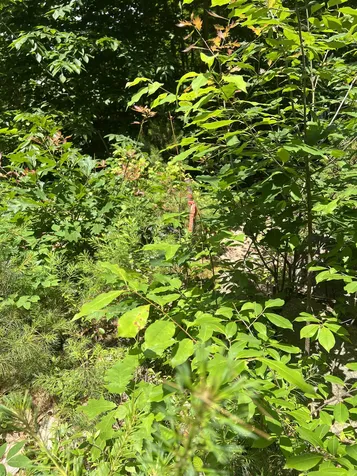 206 Bailey Road Effingham NH 03882