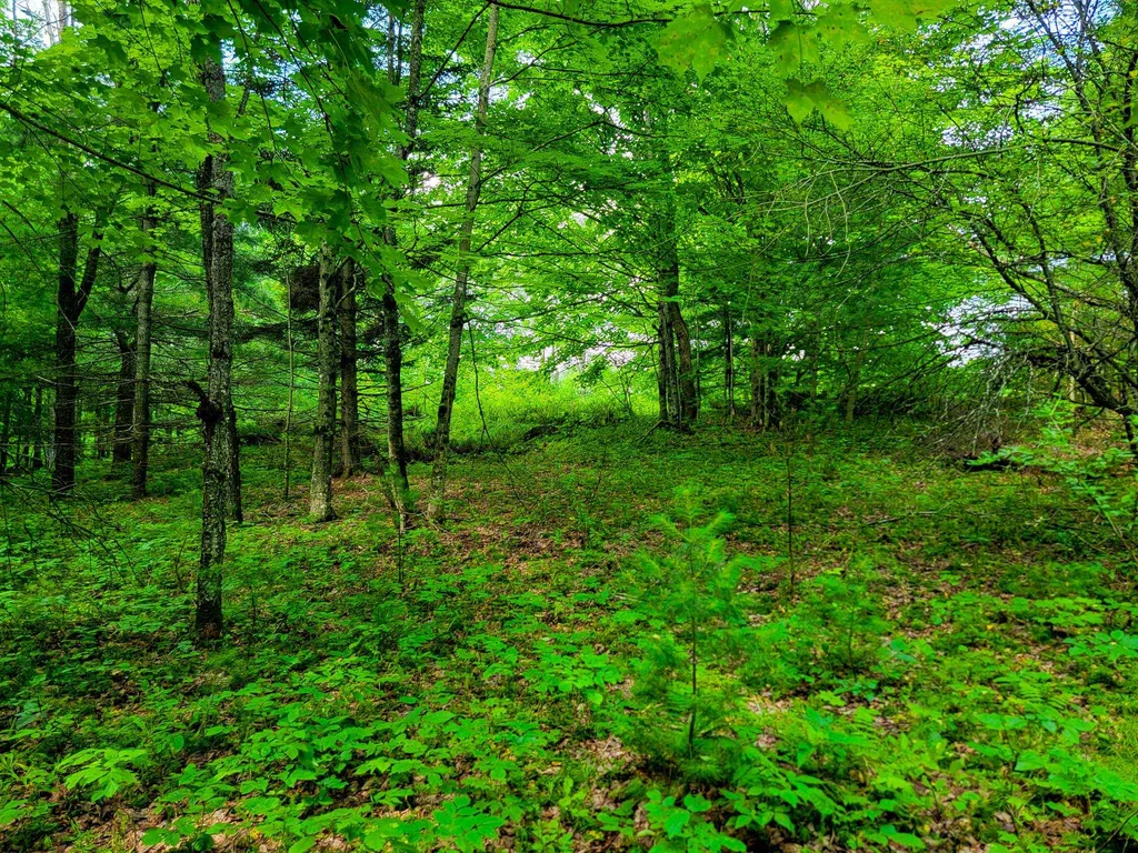 173 Foley Hill Road Ryegate VT 05042
