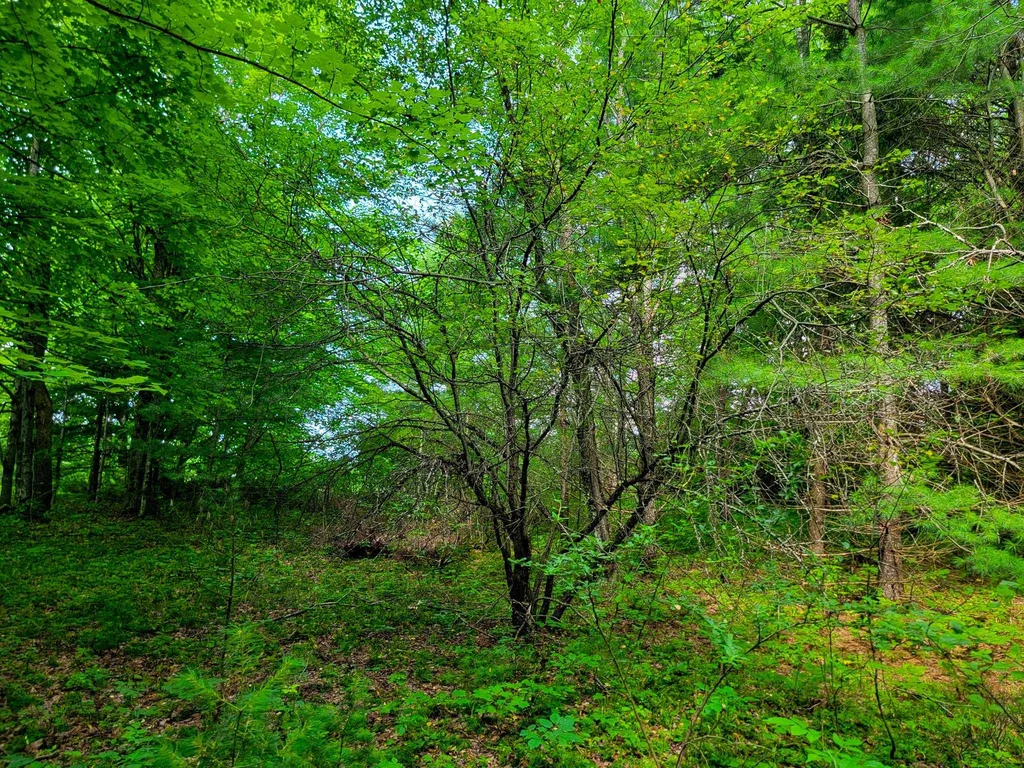 173 Foley Hill Road Ryegate VT 05042