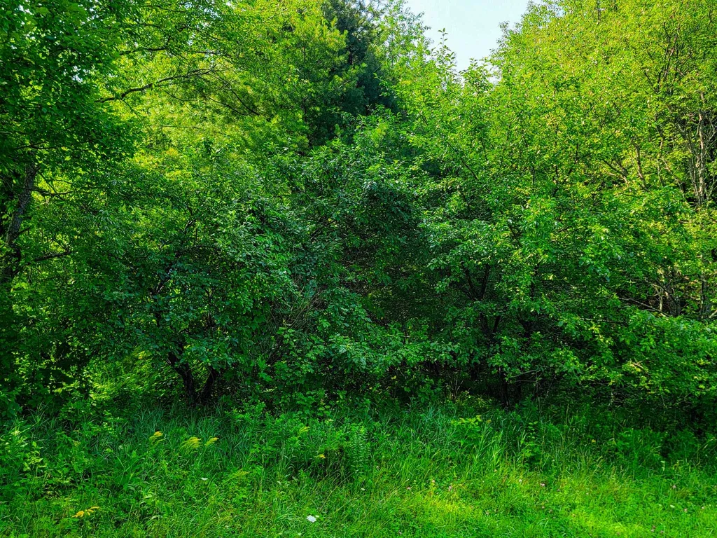 173 Foley Hill Road Ryegate VT 05042