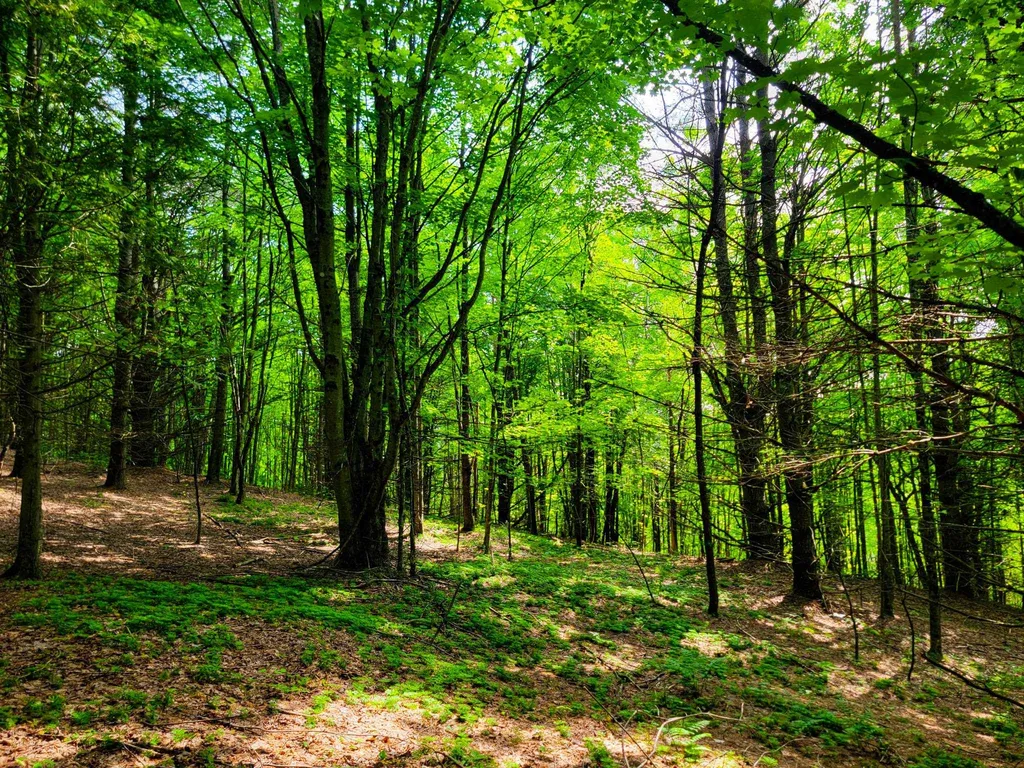 173 Foley Hill Road Ryegate VT 05042