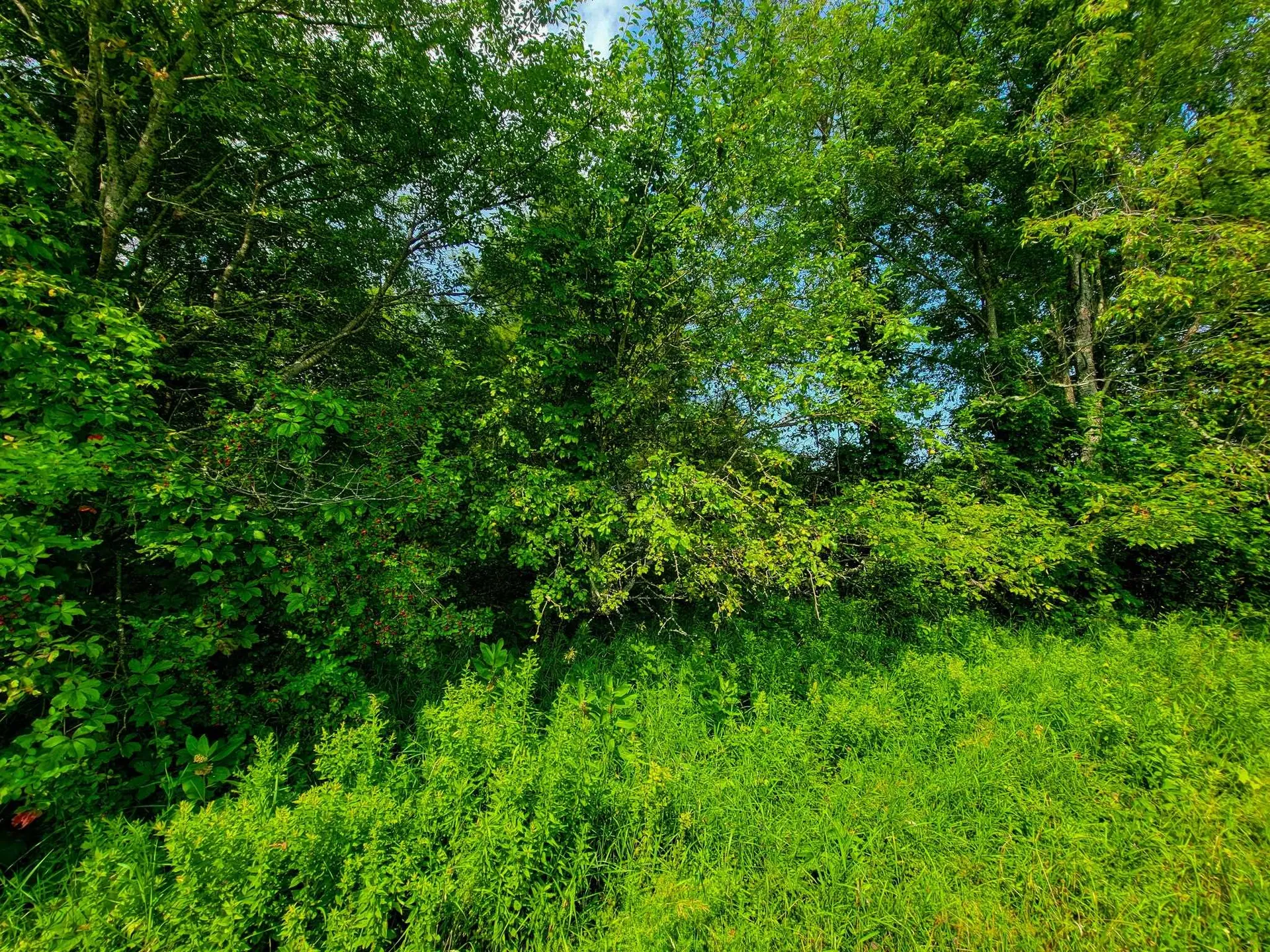 173 Foley Hill Road Ryegate VT 05042