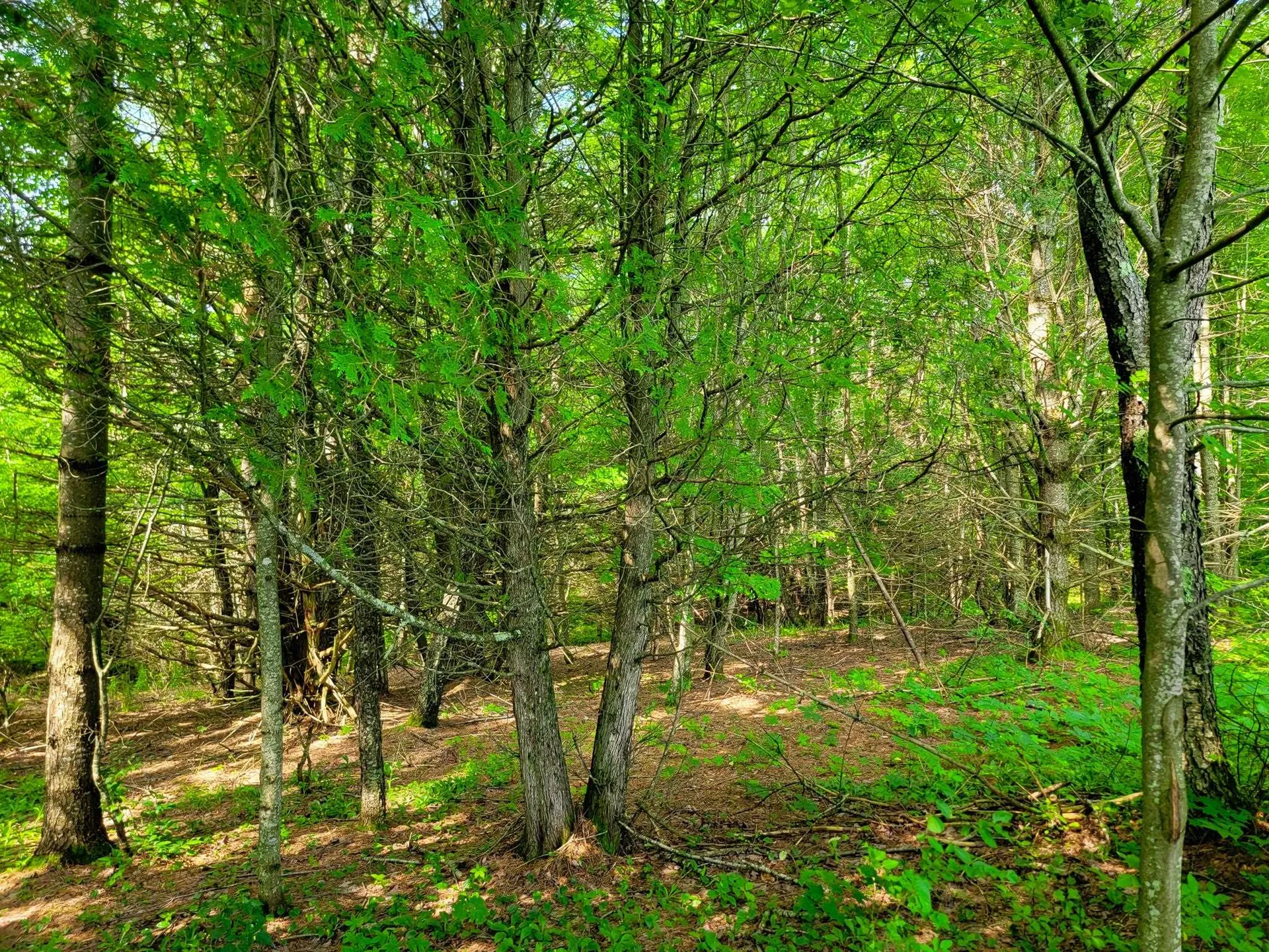 173 Foley Hill Road Ryegate VT 05042