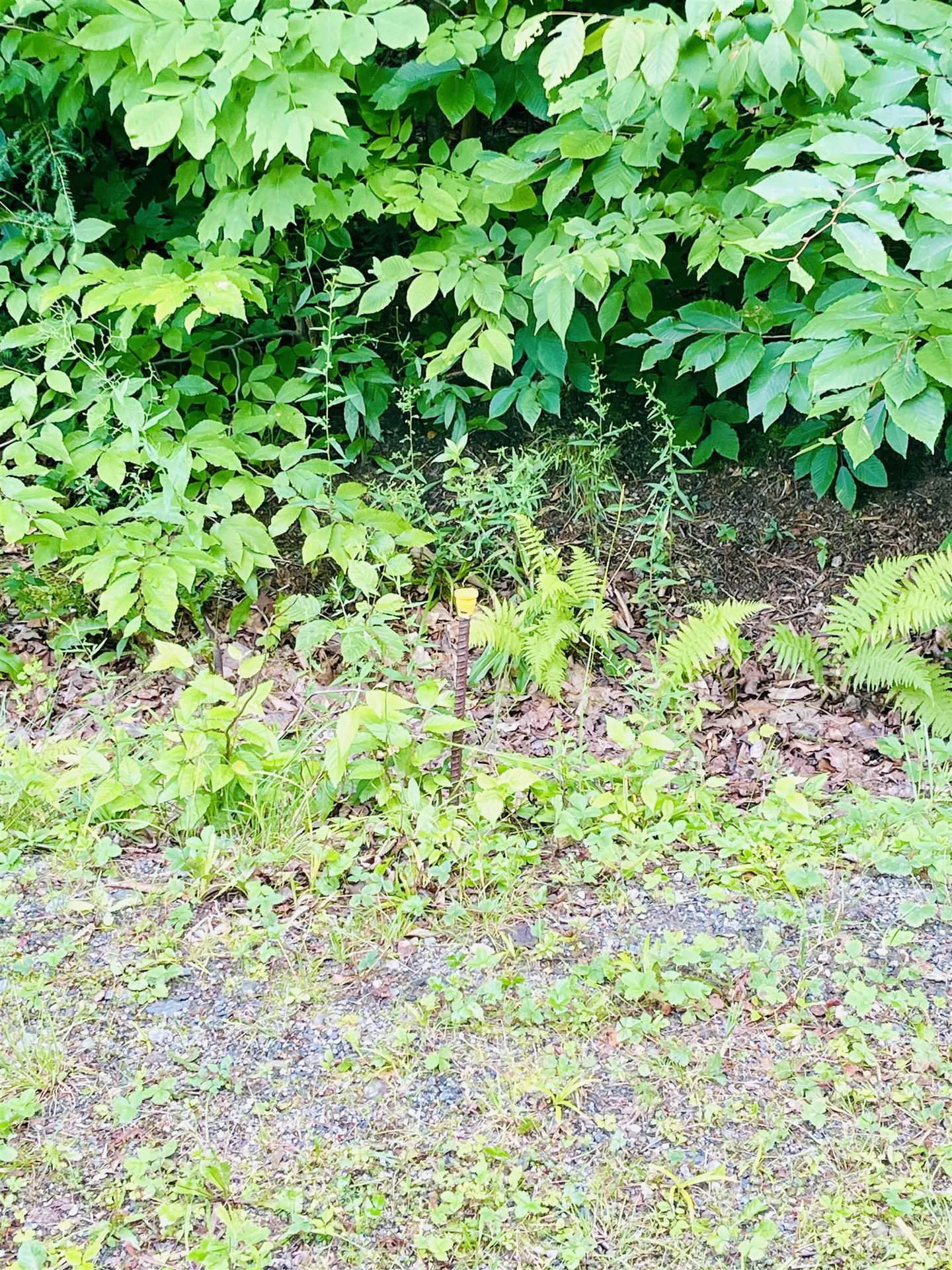 0 Foothills Drive Jay VT 05859