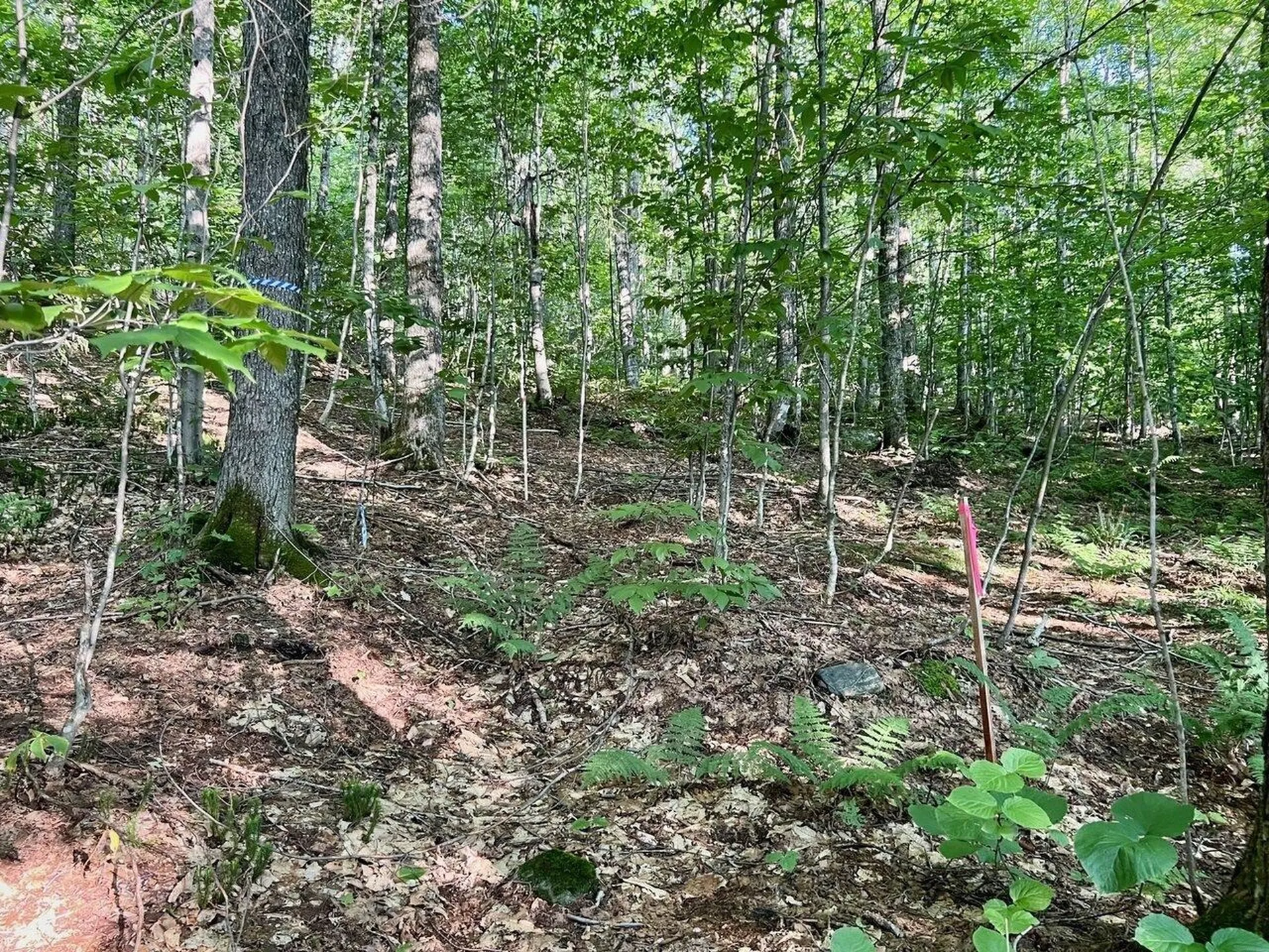 Lot 3 Cider Mountain Road Warren VT 05674