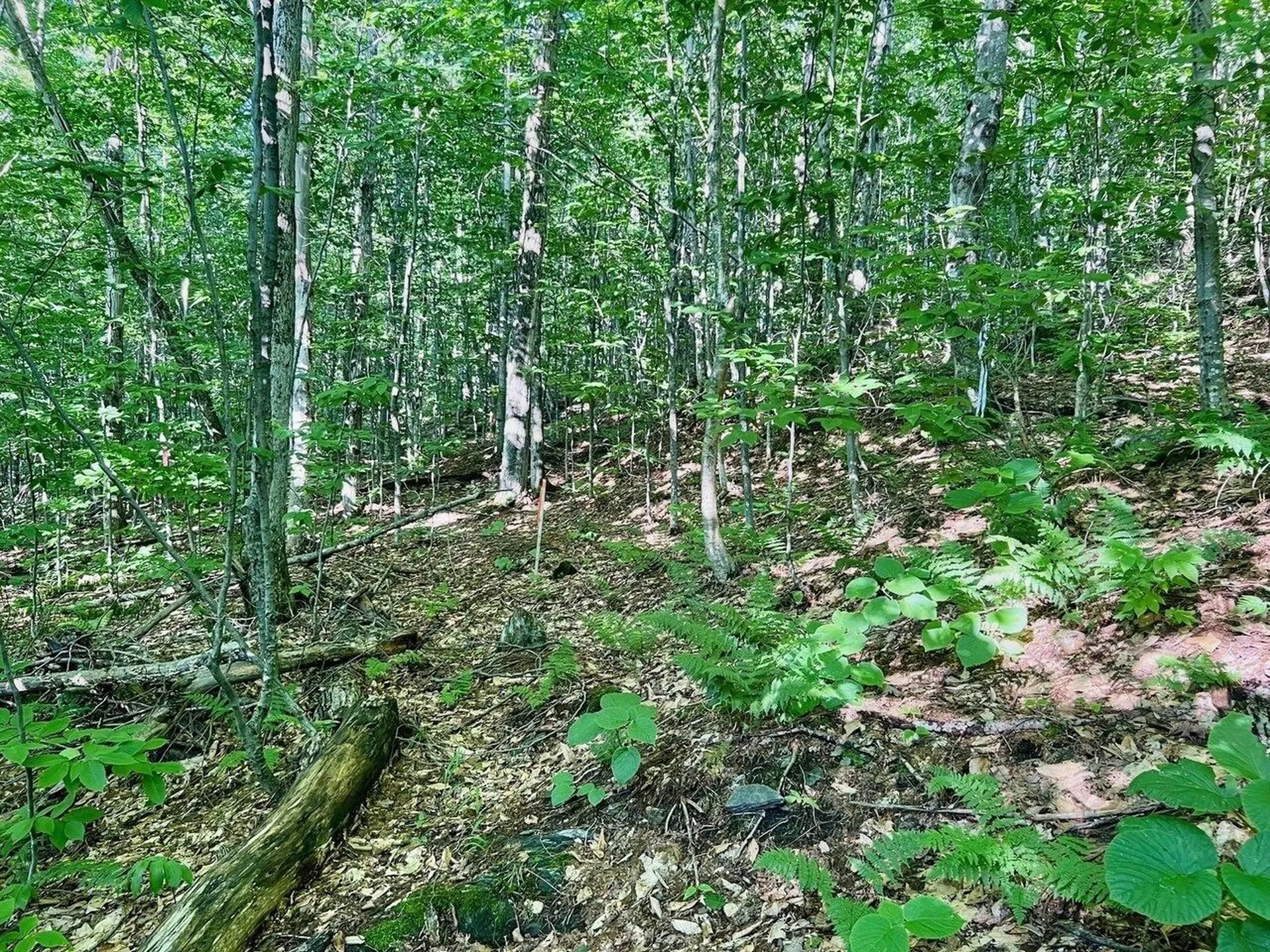 Lot 3 Cider Mountain Road Warren VT 05674