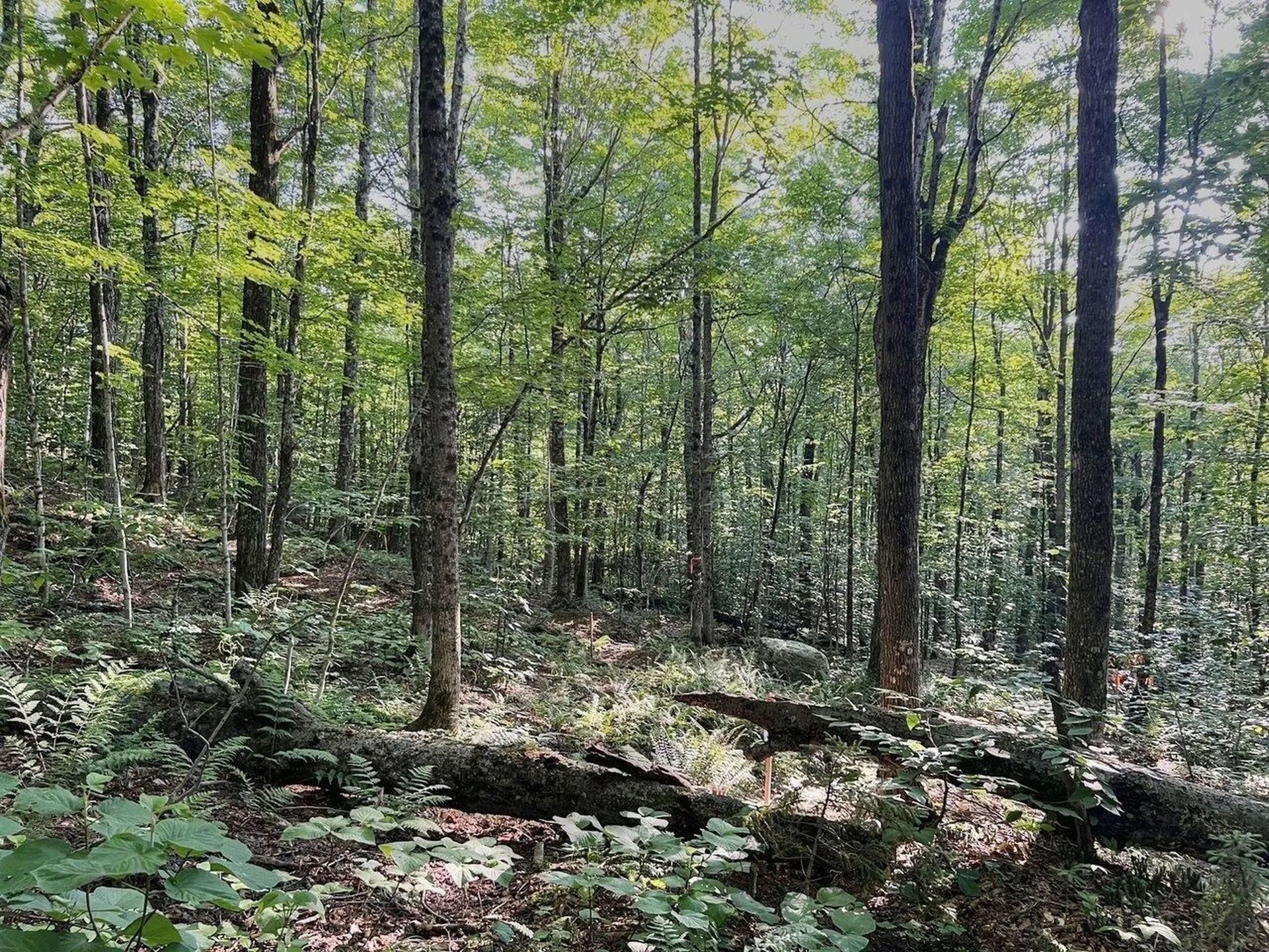 Lot 3 Cider Mountain Road Warren VT 05674