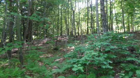 15 Wildwood Avenue Bristol NH 03222