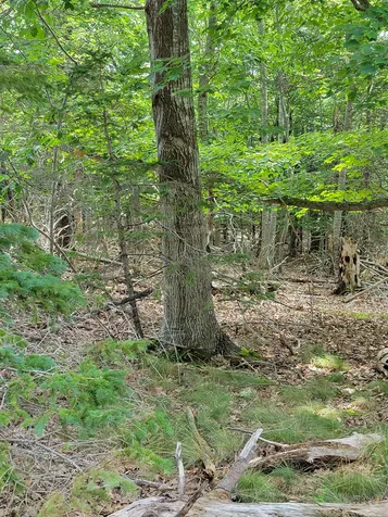 00 Granite Road Ossipee NH 03864