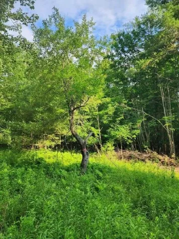 00 Granite Road Ossipee NH 03864