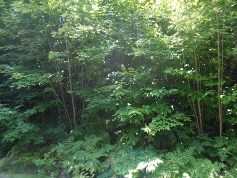 141 Ossipee Mountain Road Ossipee NH 03814