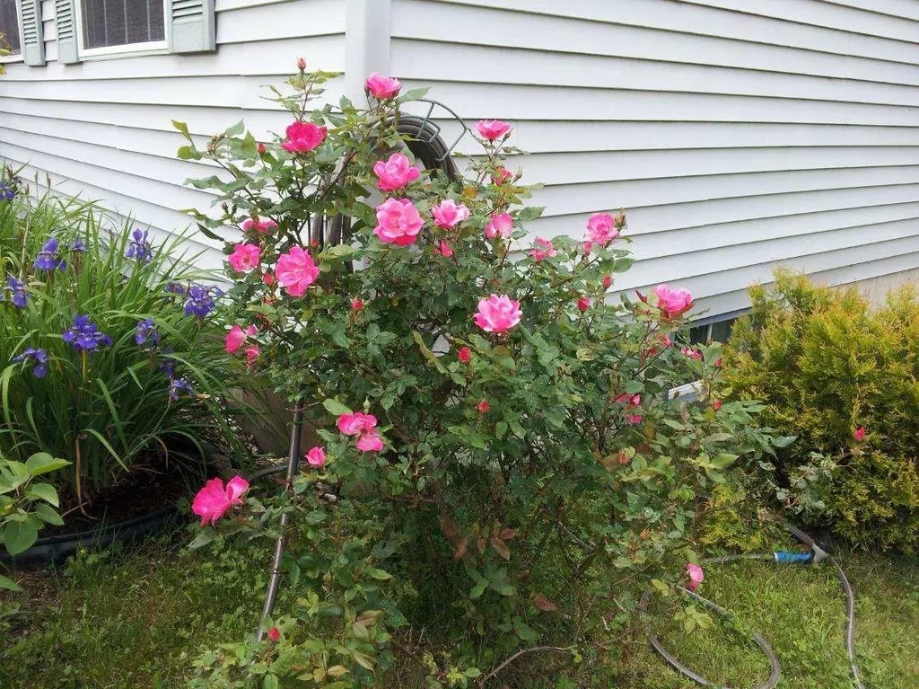 24 Bennett Way Newmarket NH 03857