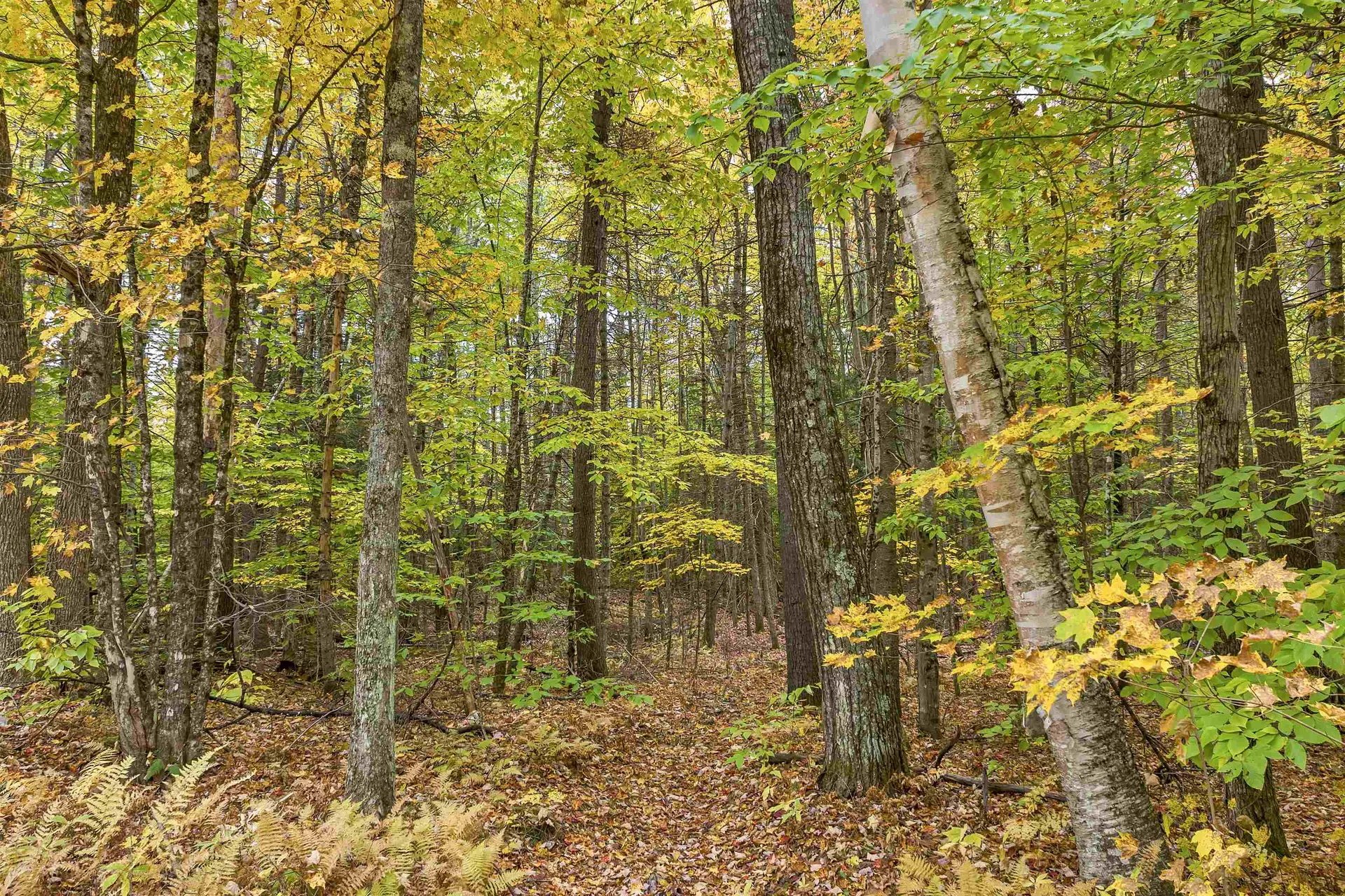 Lower Beech Hill Road Campton NH 03223