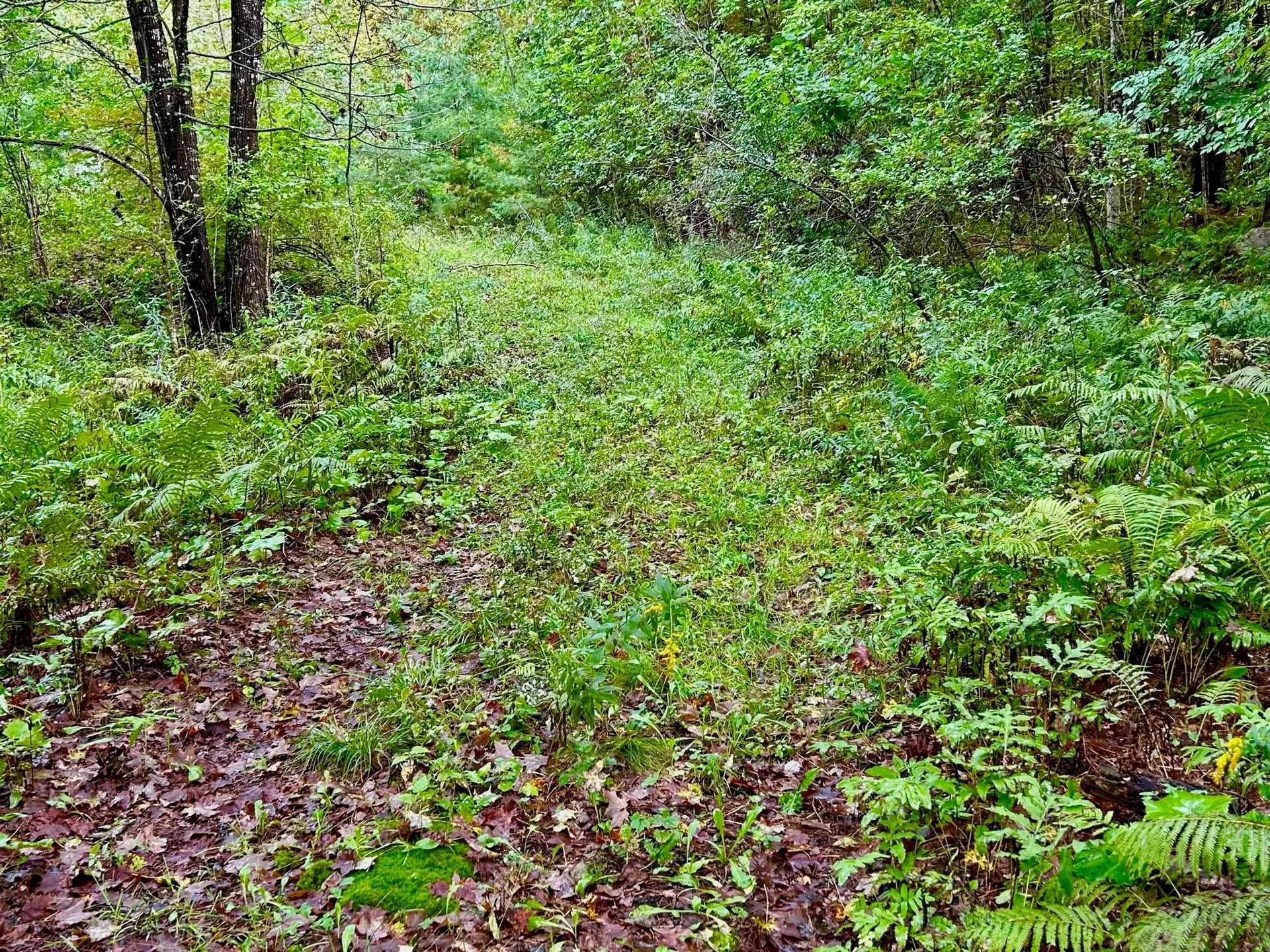 81 Bean Road Plainfield NH 03781