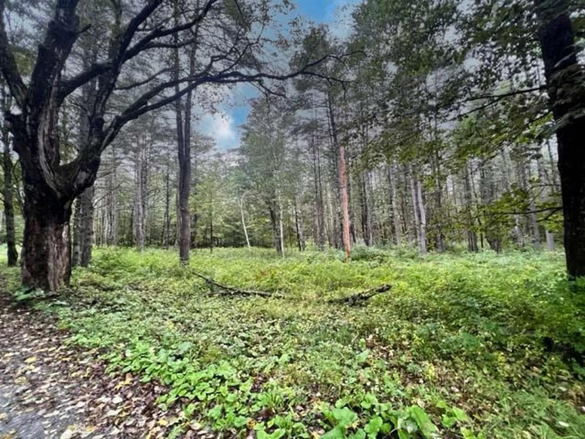 0 Burnham Road Thetford VT 05075