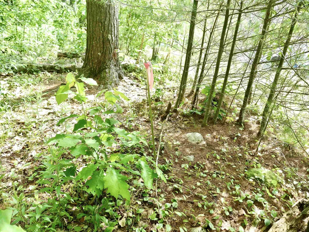 665 Knipes Drive Clarendon VT 05759