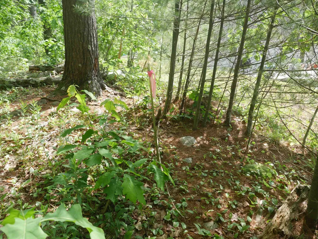 665 Knipes Drive Clarendon VT 05759