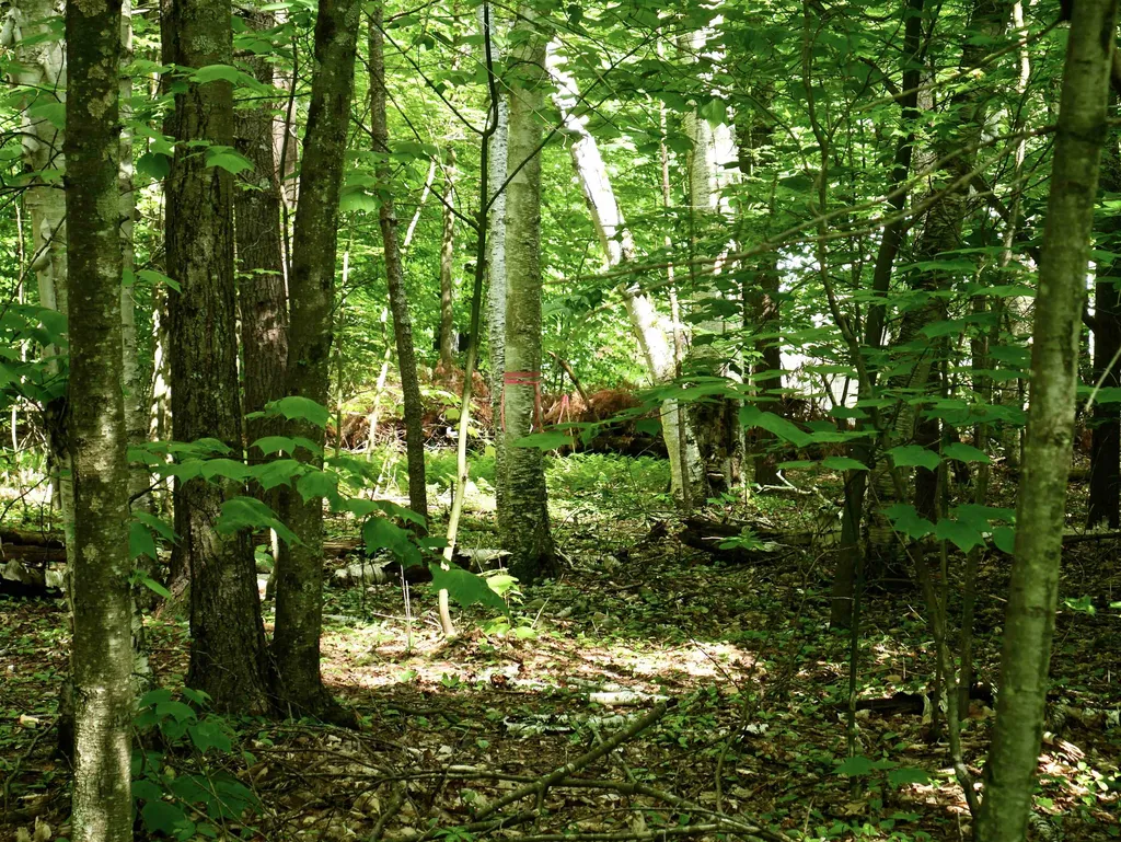 665 Knipes Drive Clarendon VT 05759