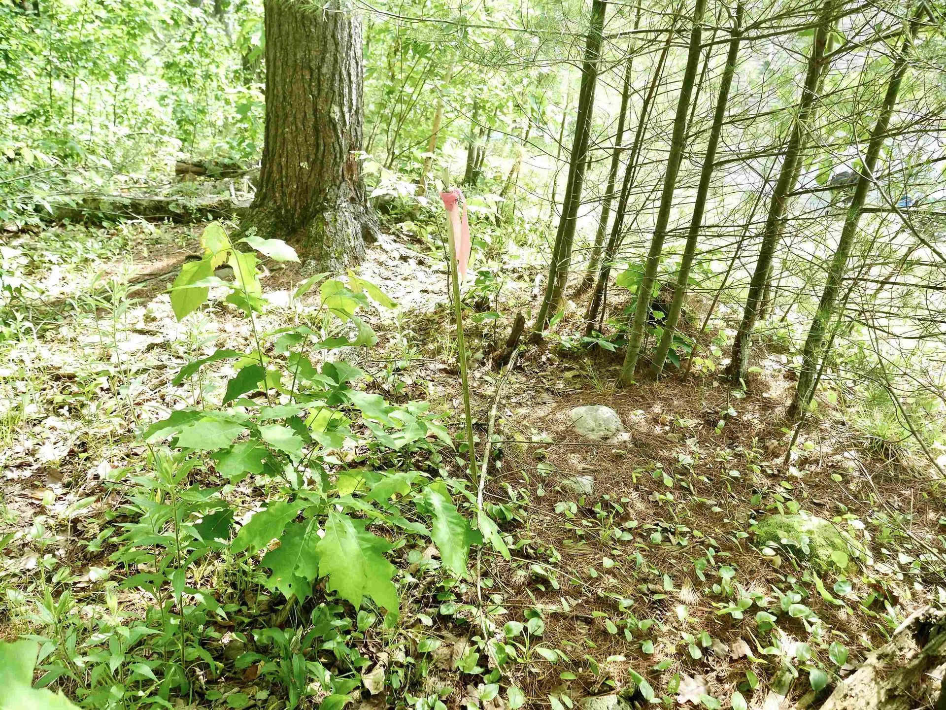 665 Knipes Drive Clarendon VT 05759