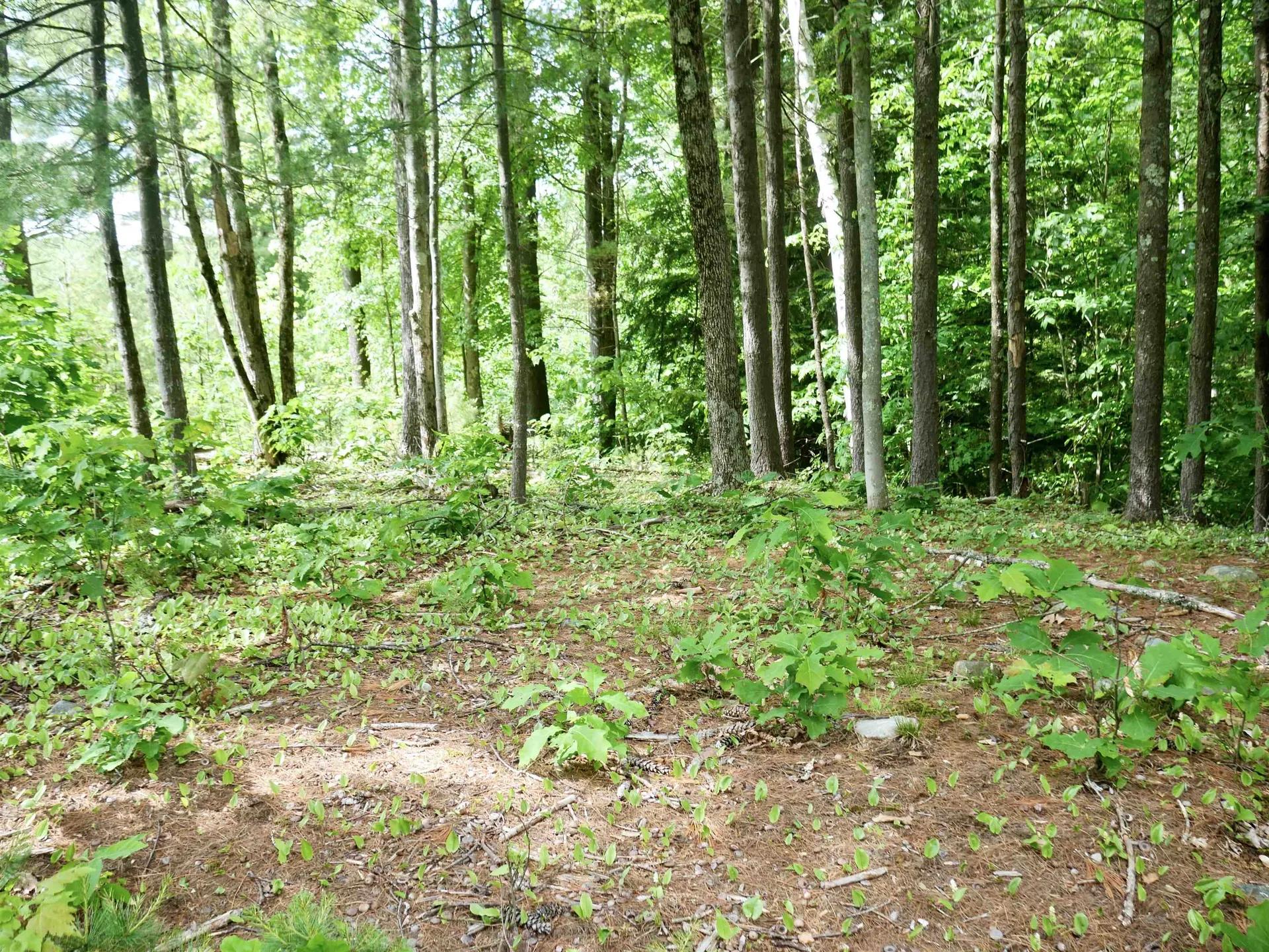 665 Knipes Drive Clarendon VT 05759