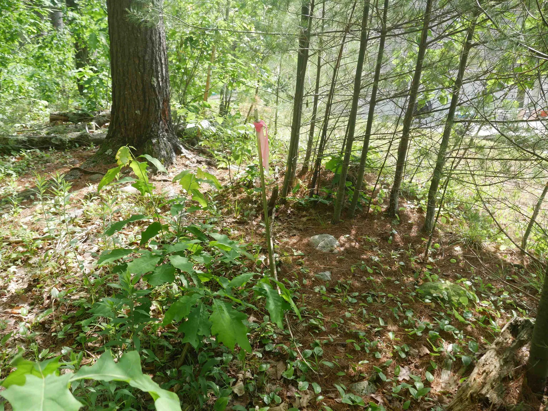 665 Knipes Drive Clarendon VT 05759