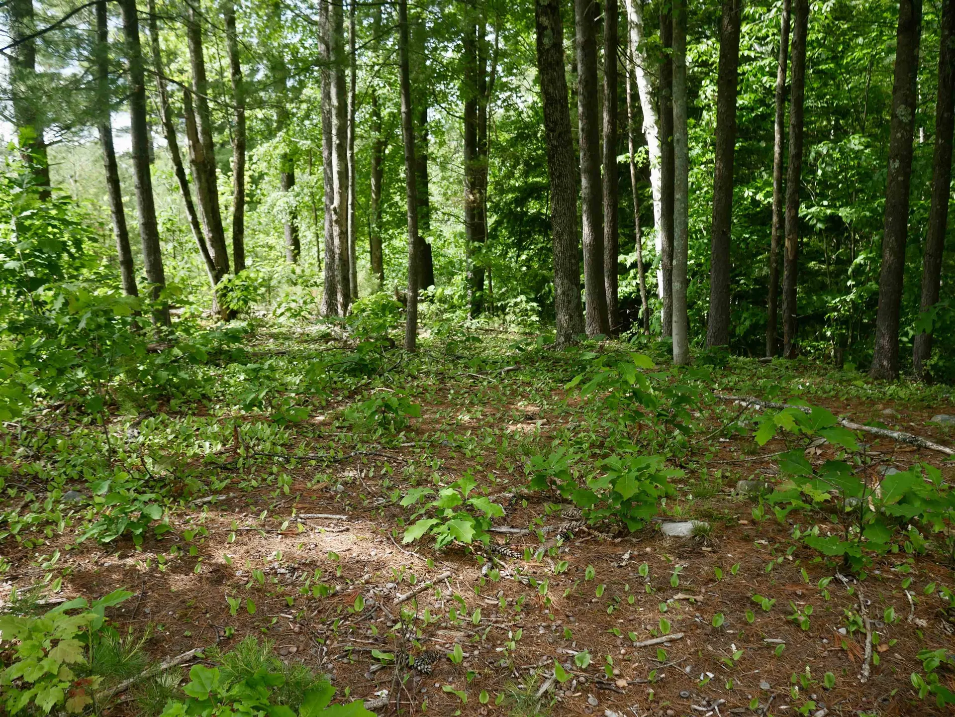 665 Knipes Drive Clarendon VT 05759