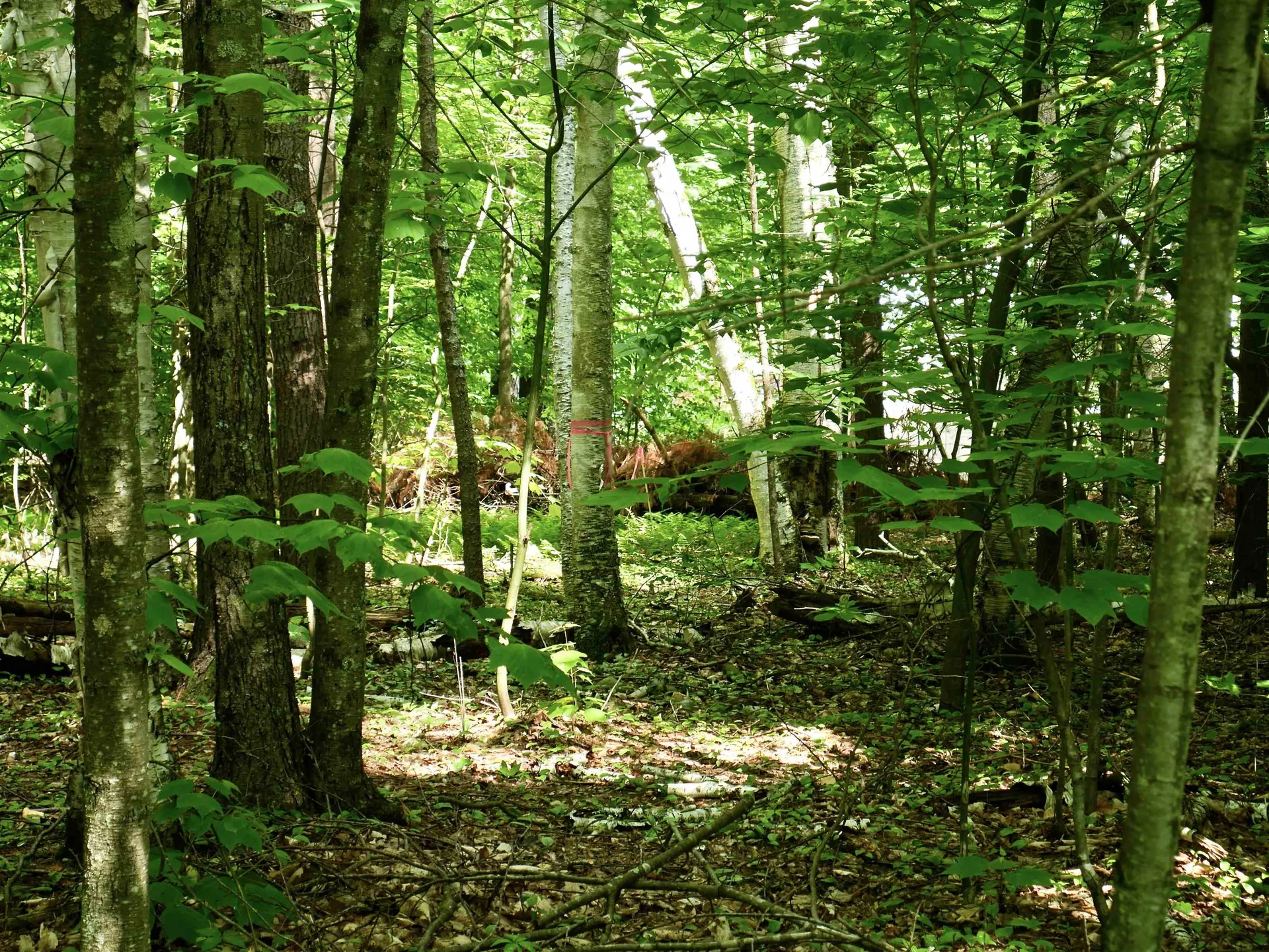 665 Knipes Drive Clarendon VT 05759