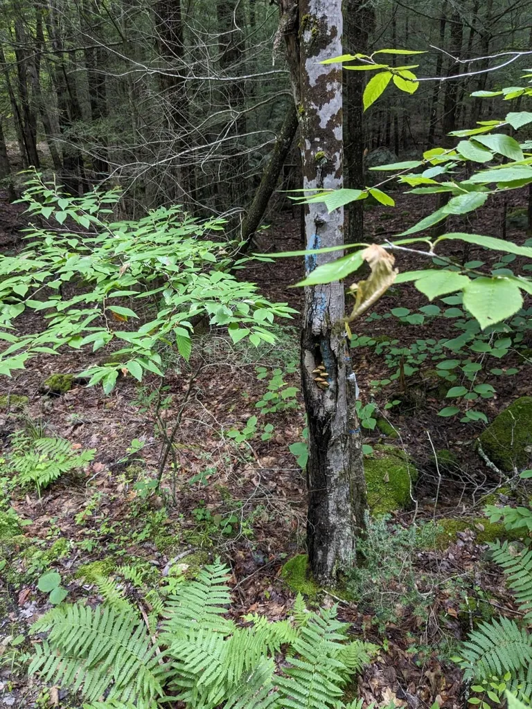0 Purcell And Fullam Pond Road Winchester NH 03470