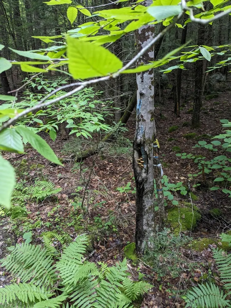 0 Purcell And Fullam Pond Road Winchester NH 03470