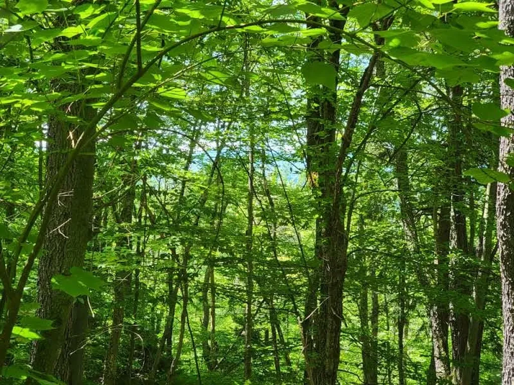 0 Cider Mountain Road Warren VT 05674