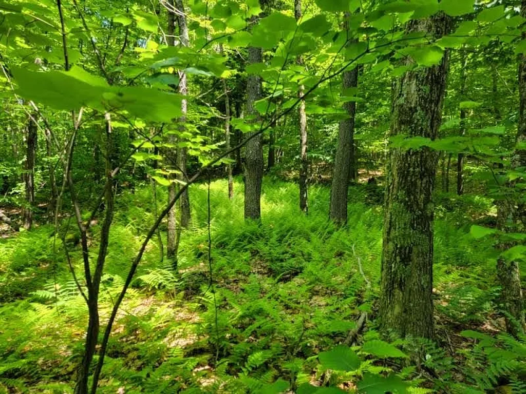0 Cider Mountain Road Warren VT 05674