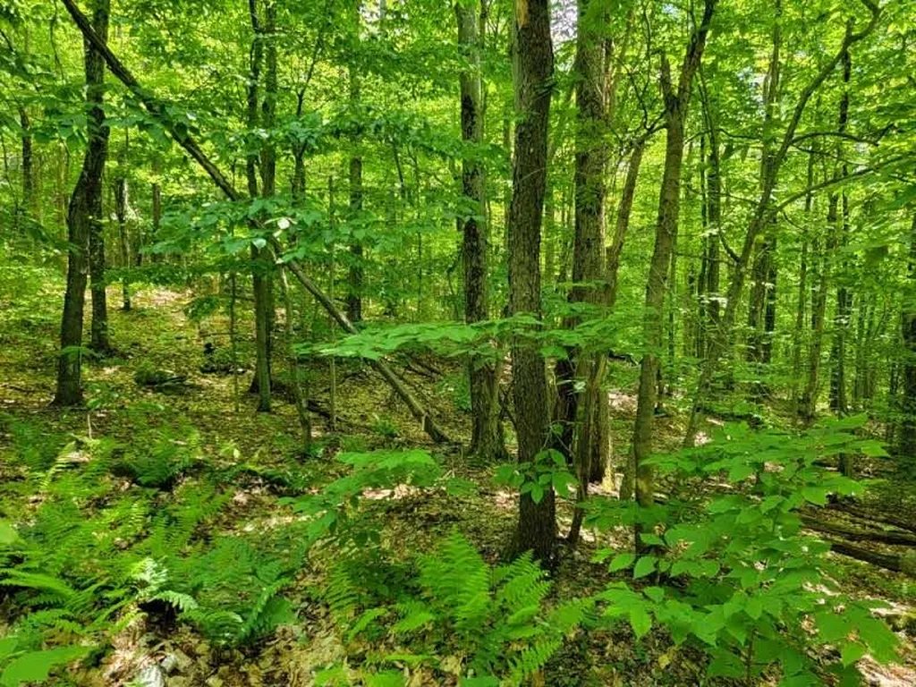 0 Cider Mountain Road Warren VT 05674