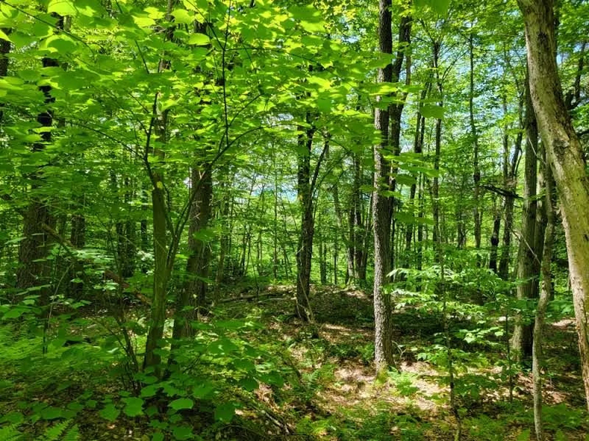 0 Cider Mountain Road Warren VT 05674