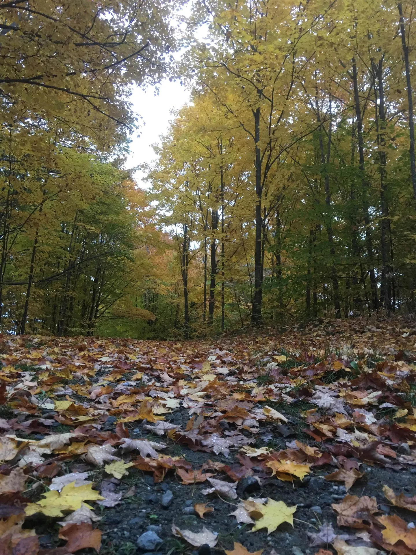 408 Hidden Ridge Road Pomfret VT 05067