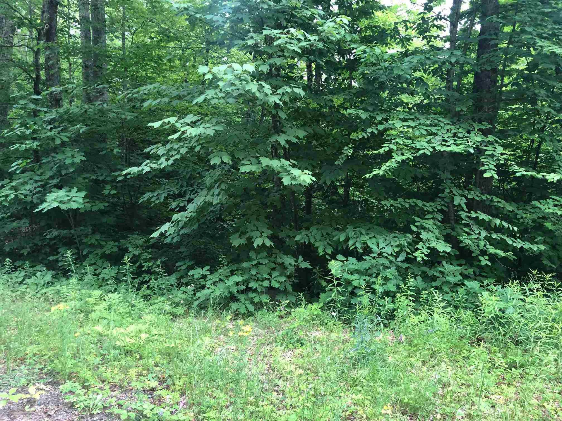Bear Road Haverhill NH 03785
