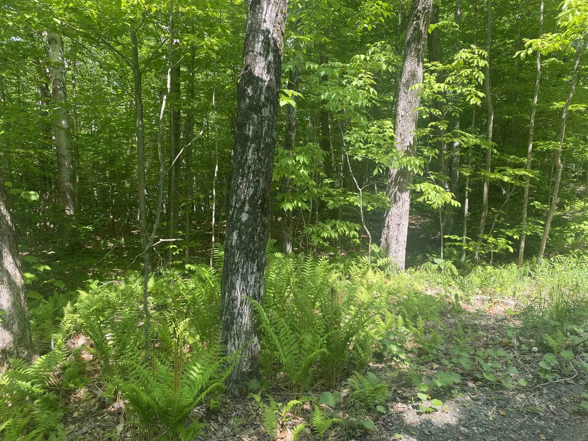 0 Dalewood Road Jamaica VT 05343