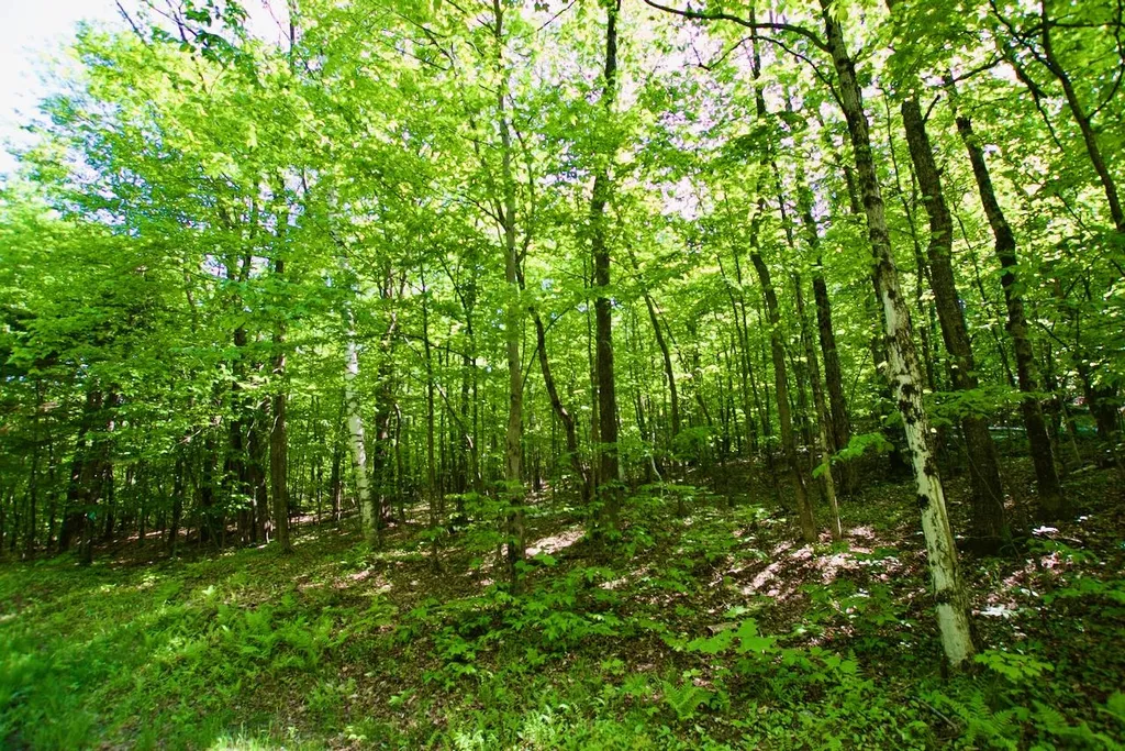 Th27 Beaver Hill Road Roxbury VT 05669