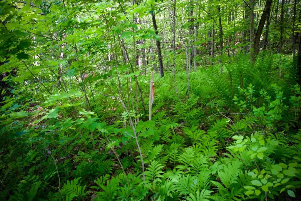 Th27 Beaver Hill Road Roxbury VT 05669